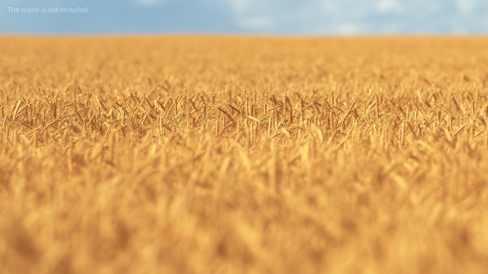 Section of Wheat Field 3D