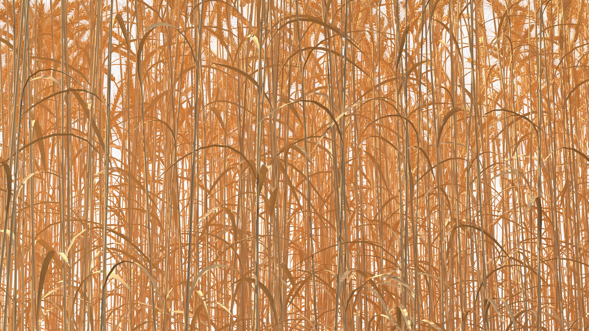 Section of Wheat Field 3D