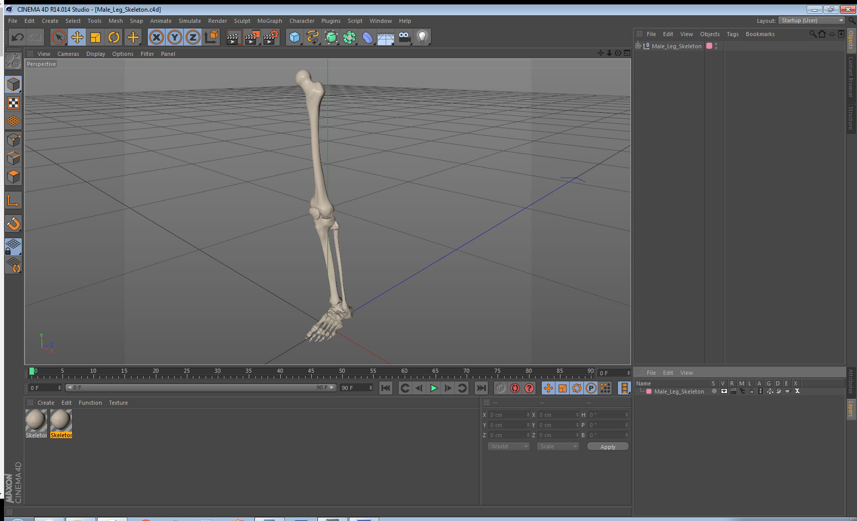 Male Leg Skeleton 3D