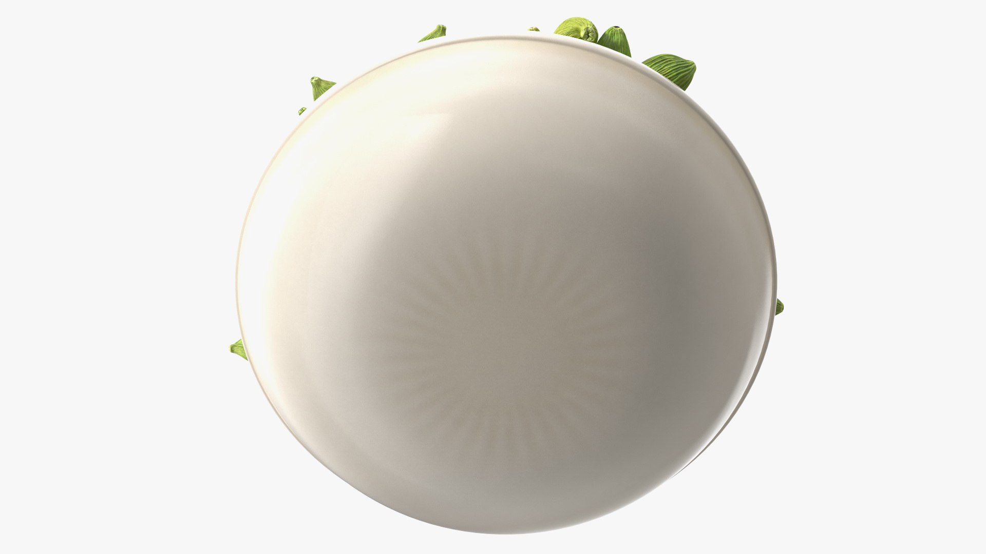 Dried Green Cardamom Fruit Plate 3D