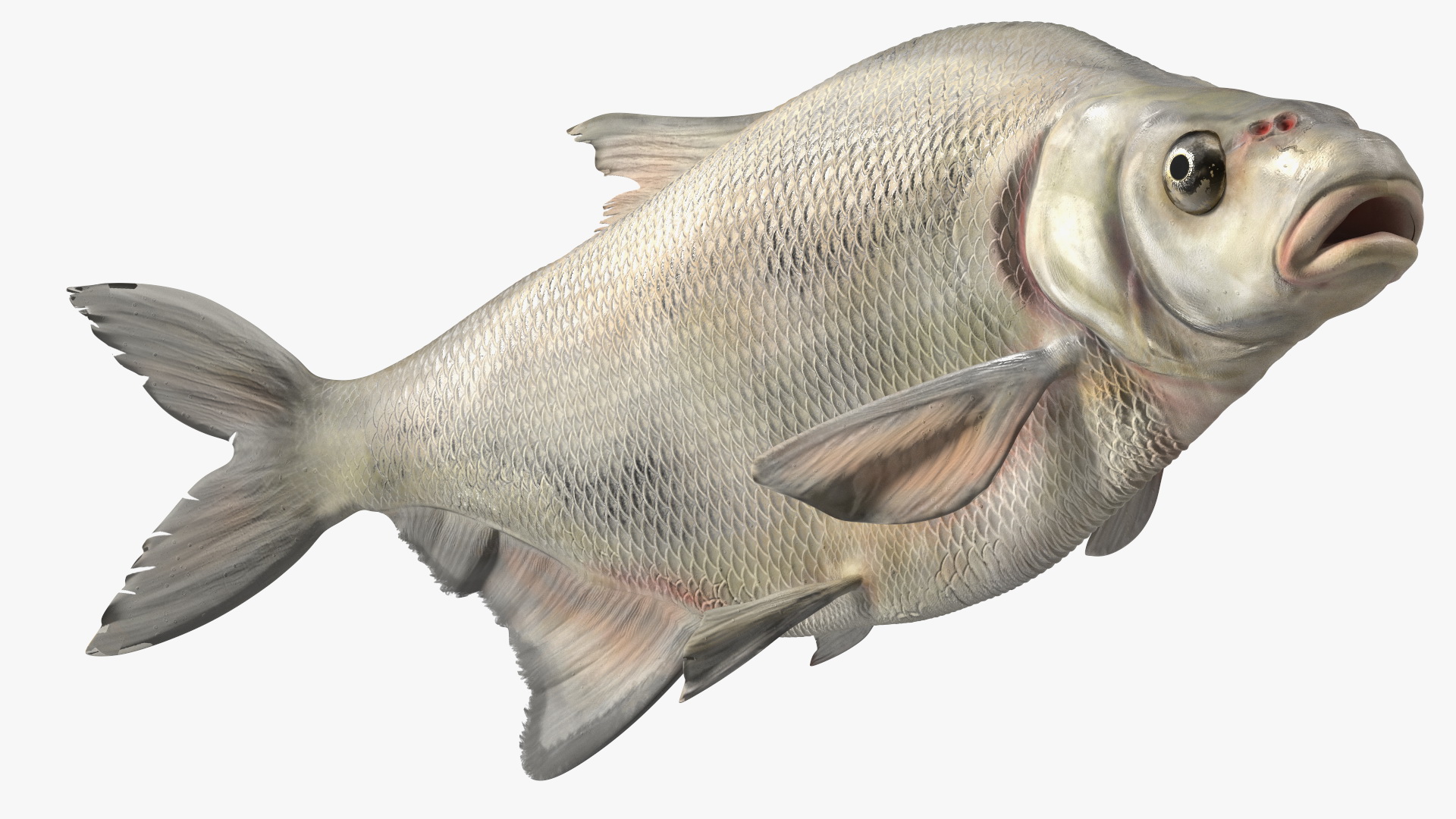 3D Silver Bream Fish Swimming