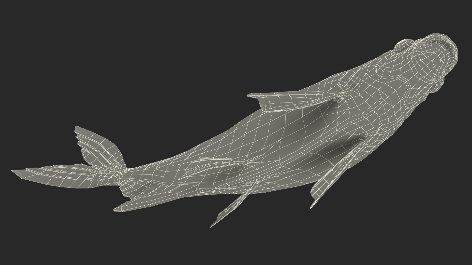 3D Silver Bream Fish Swimming