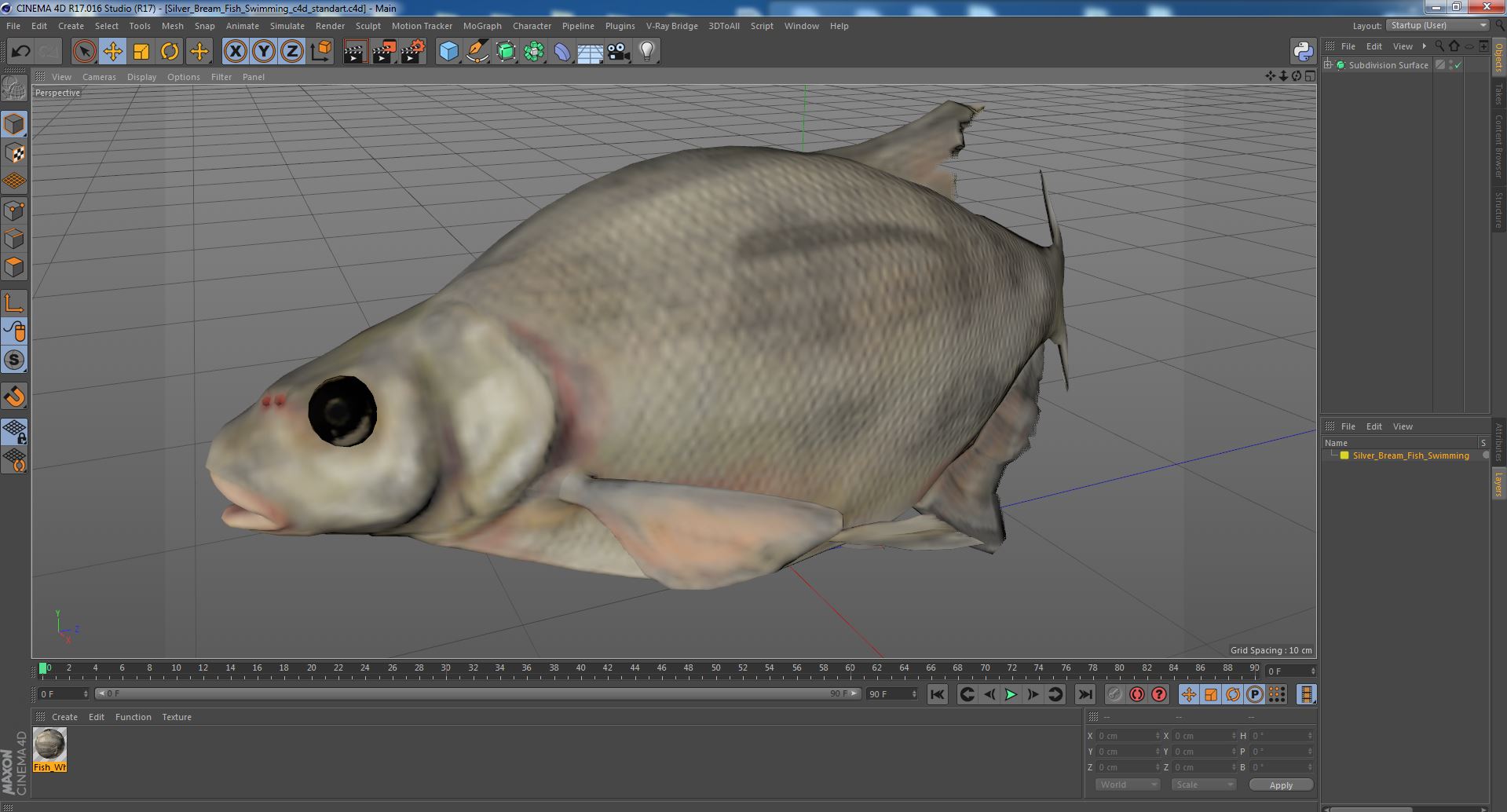 3D Silver Bream Fish Swimming