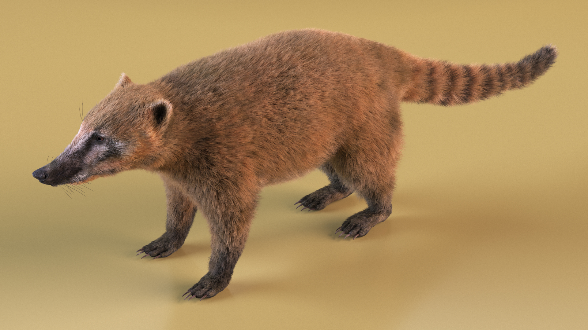 Nasua Mammal Basic Pose Fur 3D