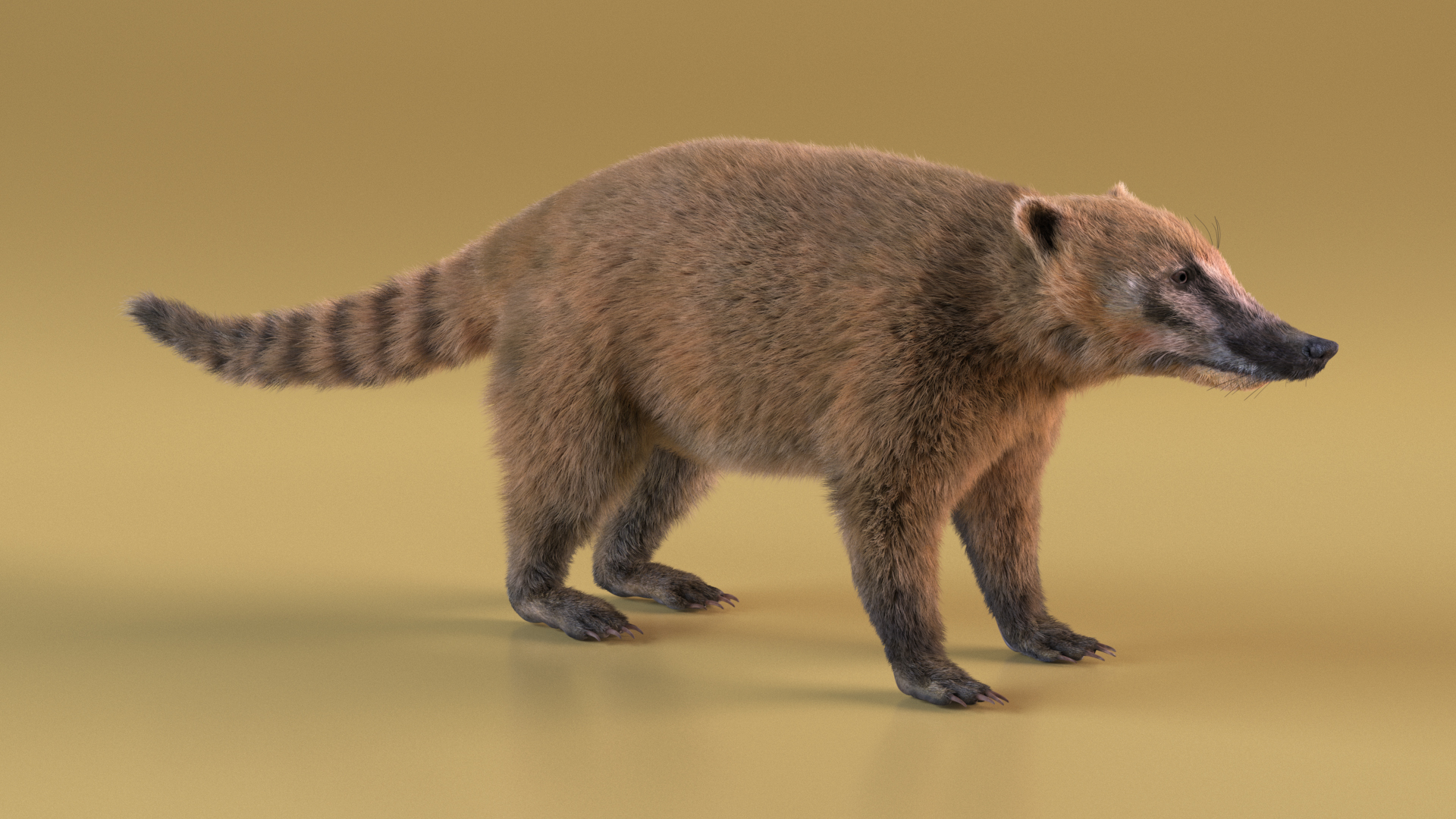 Nasua Mammal Basic Pose Fur 3D