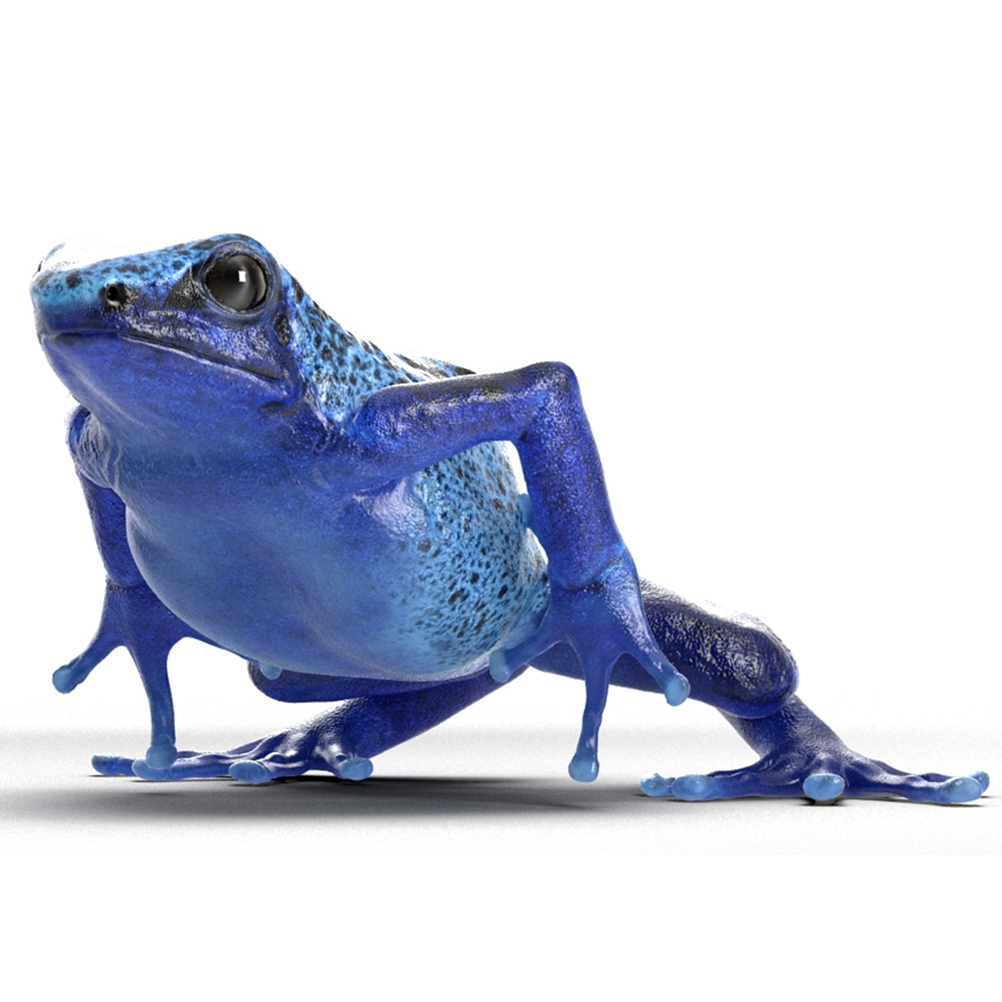 Realistic Poison Dart Frog Rigged for Maya 3D
