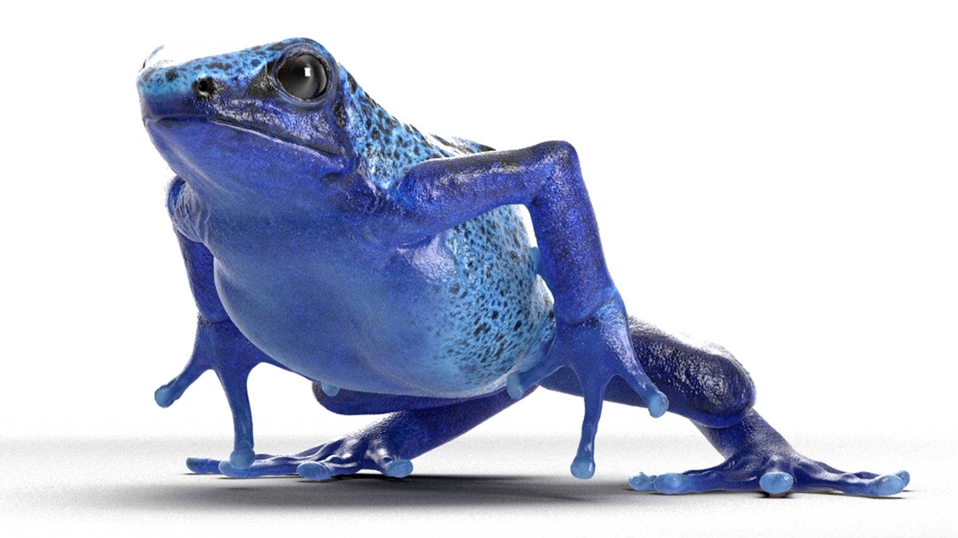 Realistic Poison Dart Frog Rigged for Maya 3D