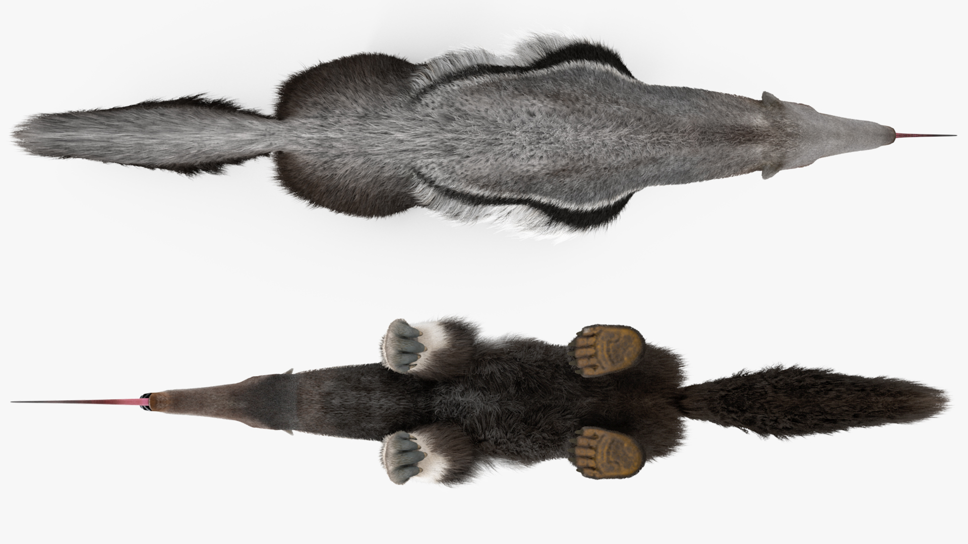 3D Anteater Standing Pose Fur