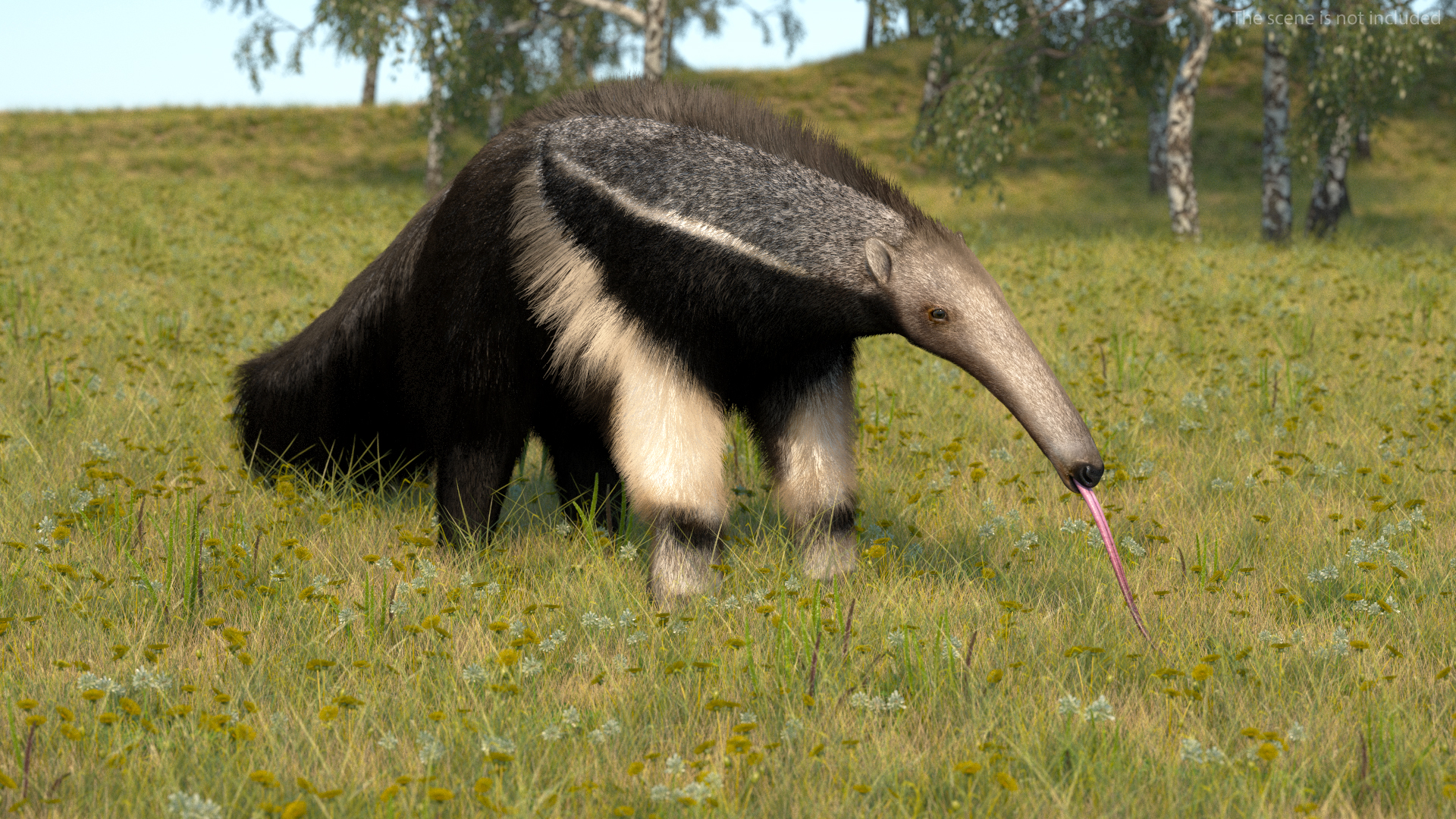 3D Anteater Standing Pose Fur