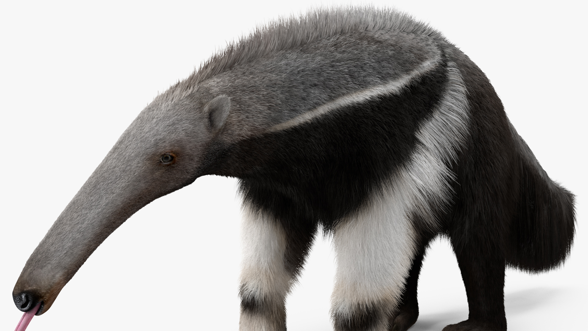 3D Anteater Standing Pose Fur