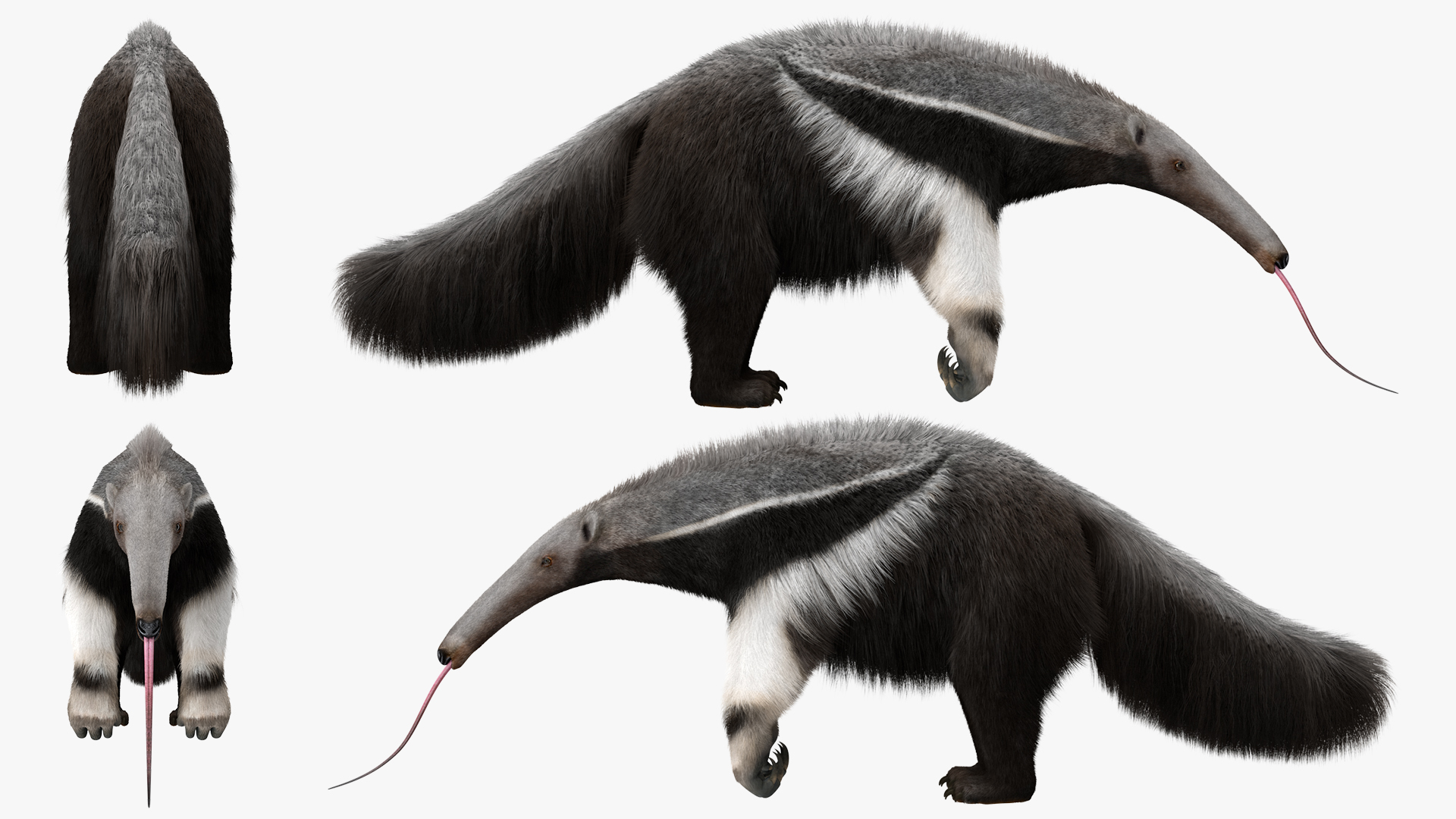 3D Anteater Standing Pose Fur