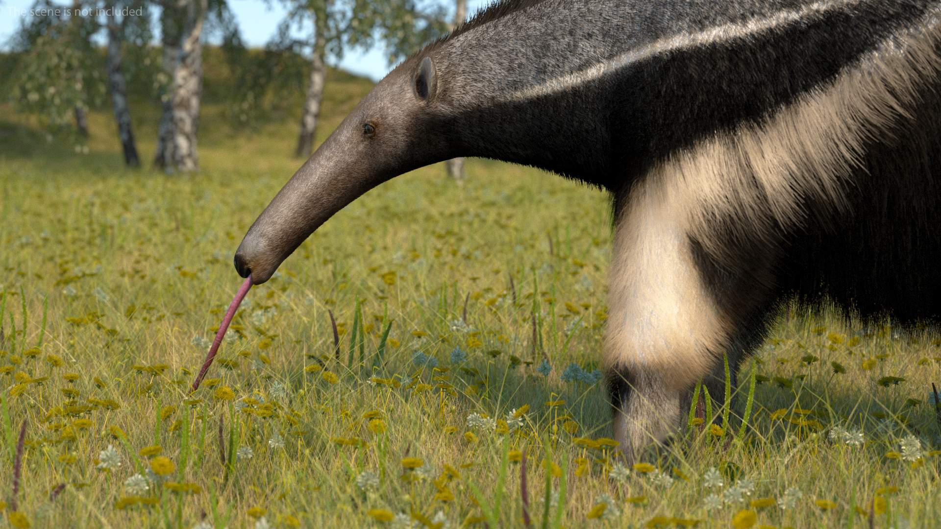 3D Anteater Standing Pose Fur