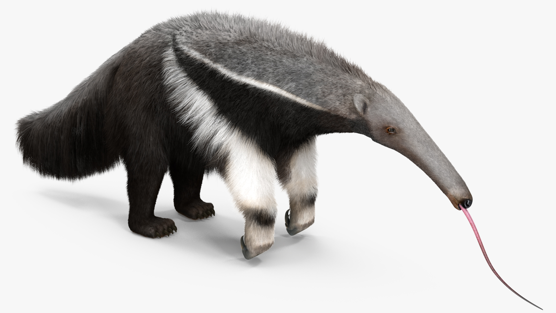 3D Anteater Standing Pose Fur