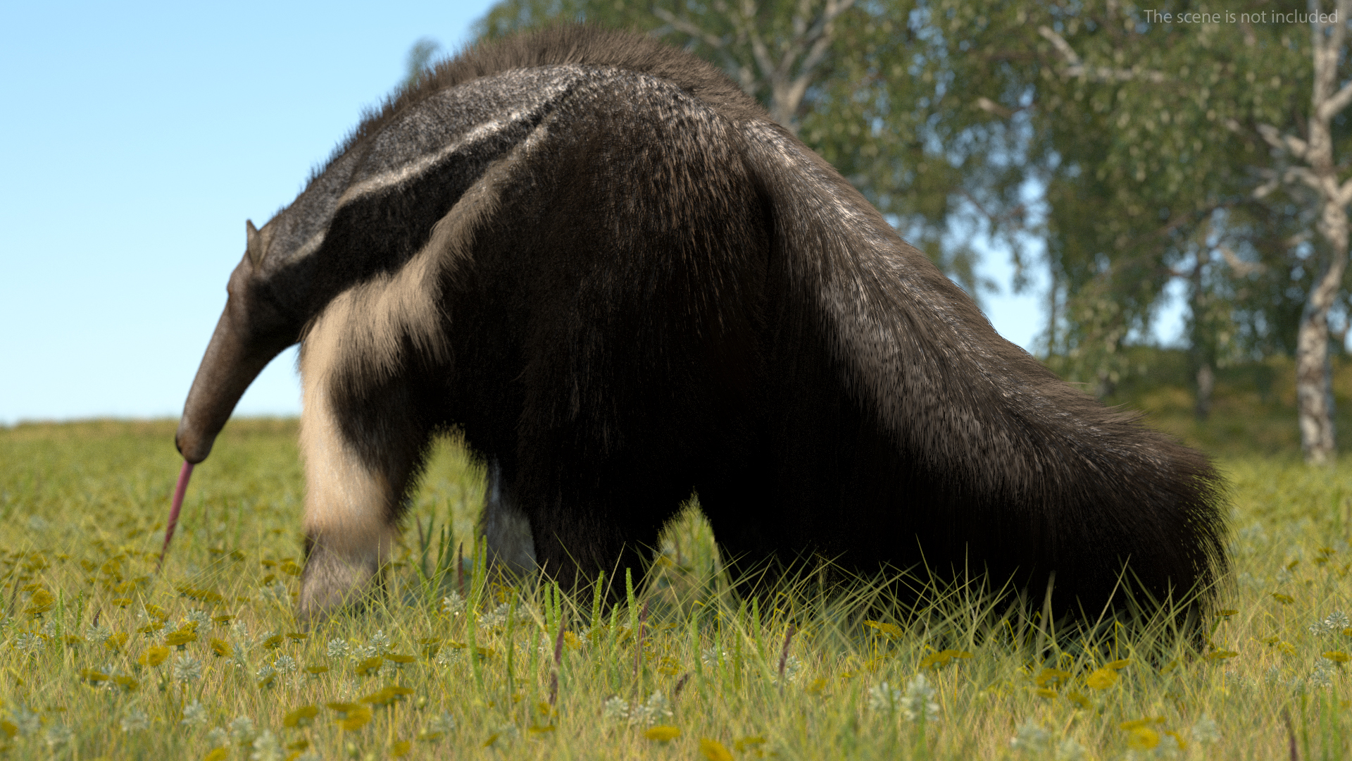 3D Anteater Standing Pose Fur