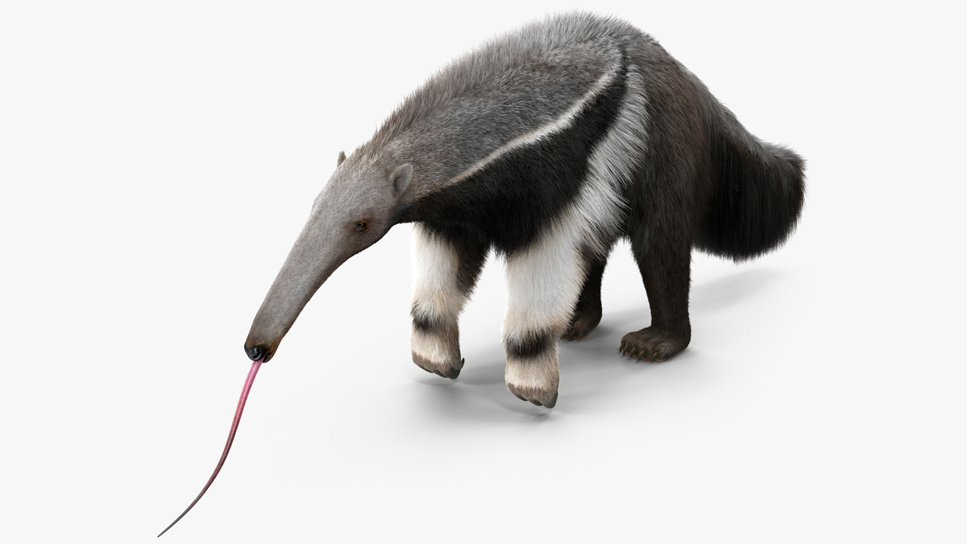 3D Anteater Standing Pose Fur