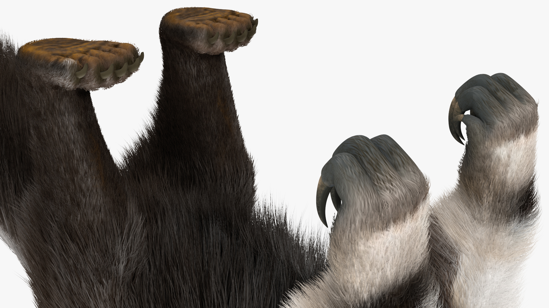 3D Anteater Standing Pose Fur