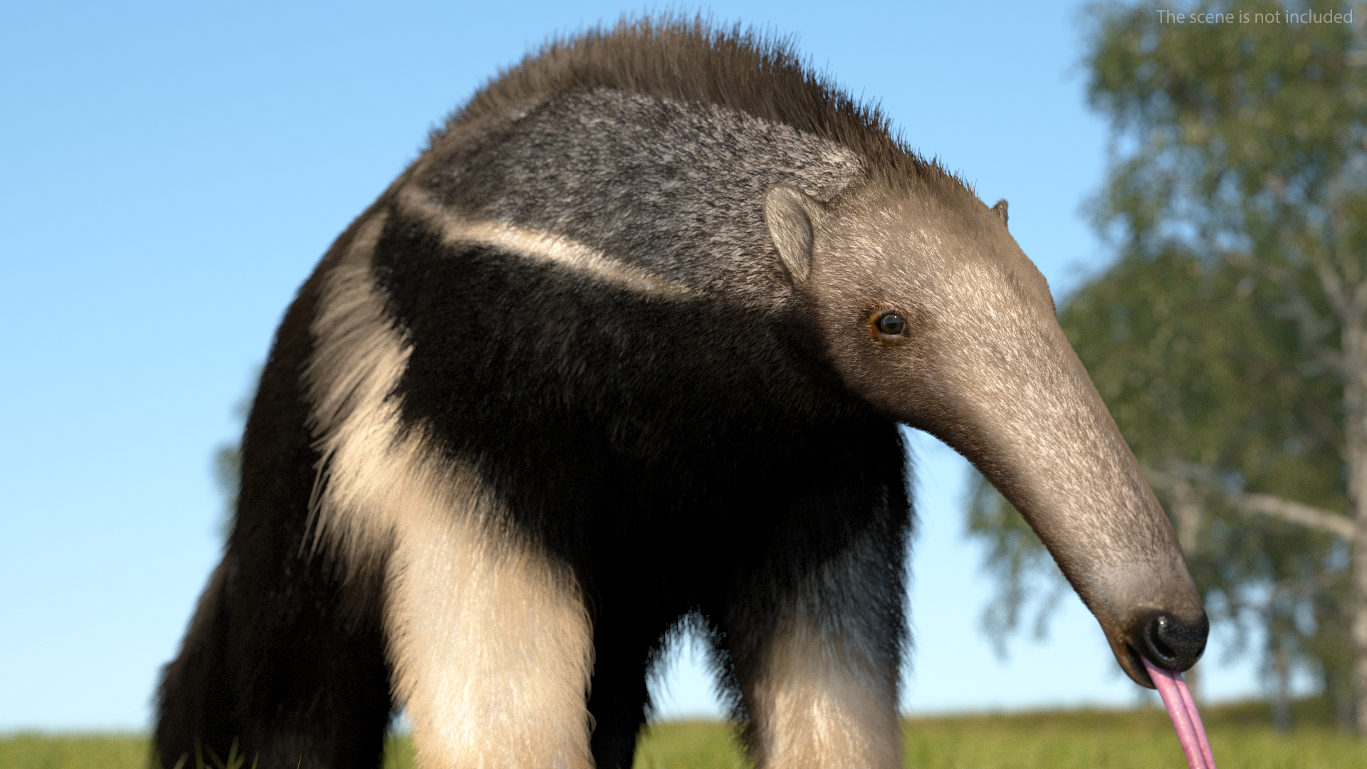 3D Anteater Standing Pose Fur