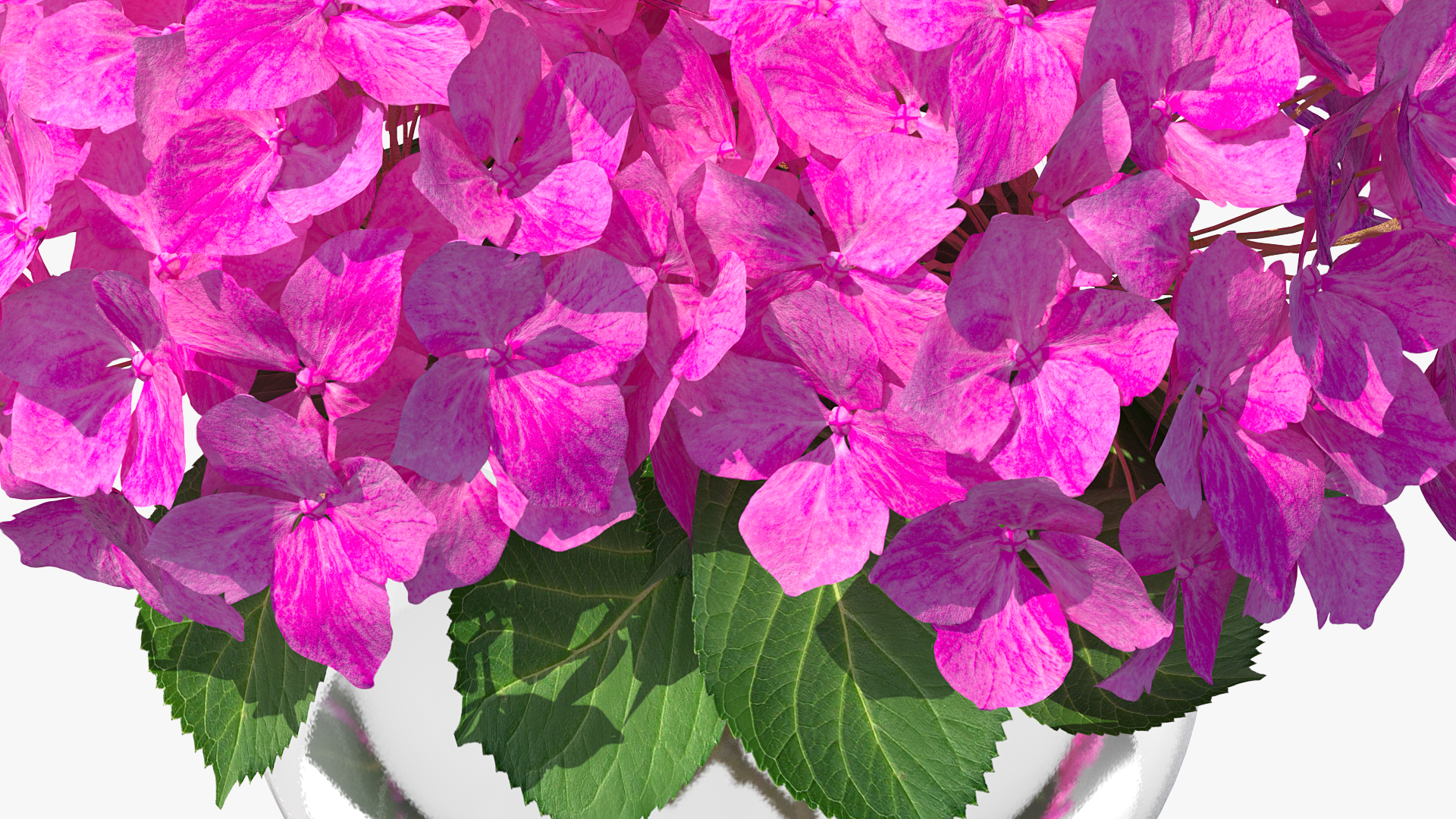 3D model Hydrangea Macrophylla Pink Annabelle in Glass Vase