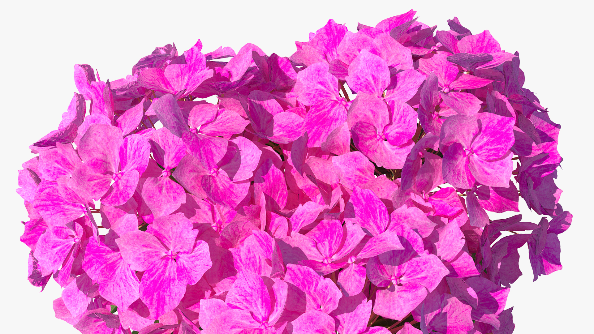 3D model Hydrangea Macrophylla Pink Annabelle in Glass Vase