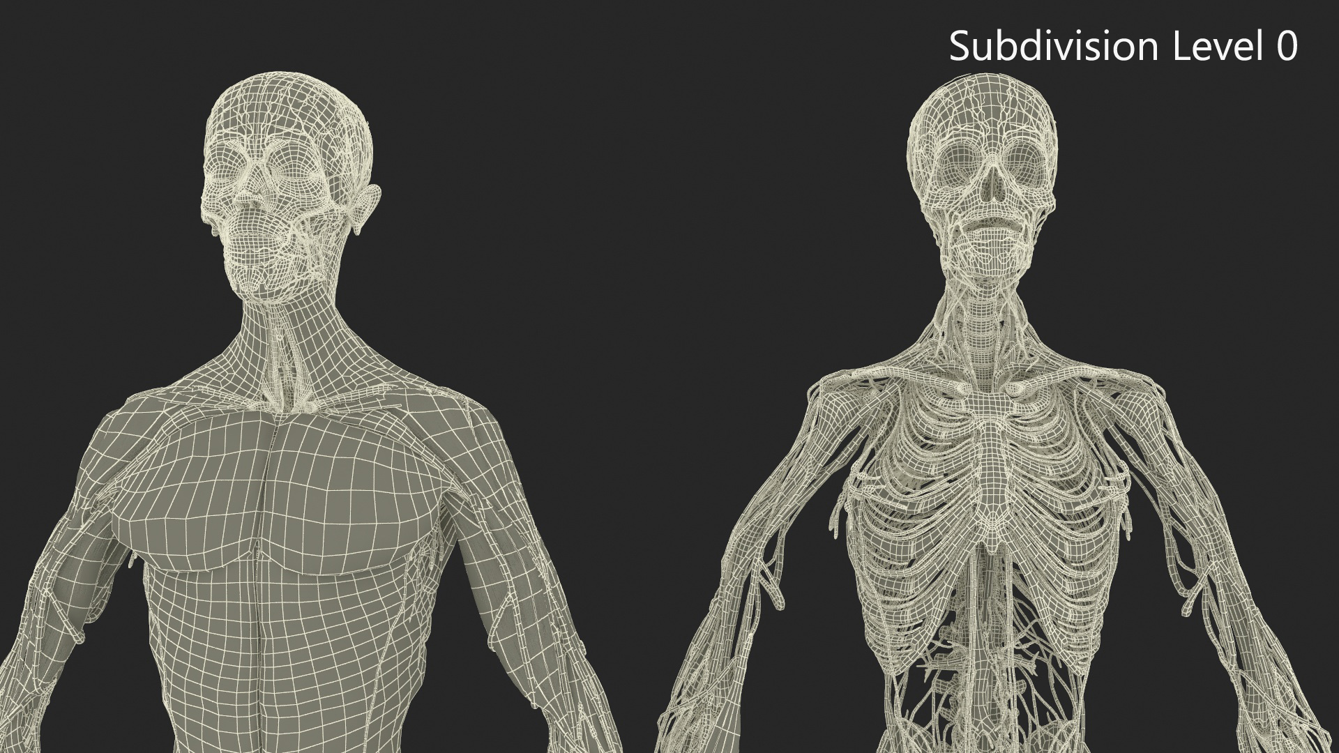 Realistic Male Full Body Anatomy 3D