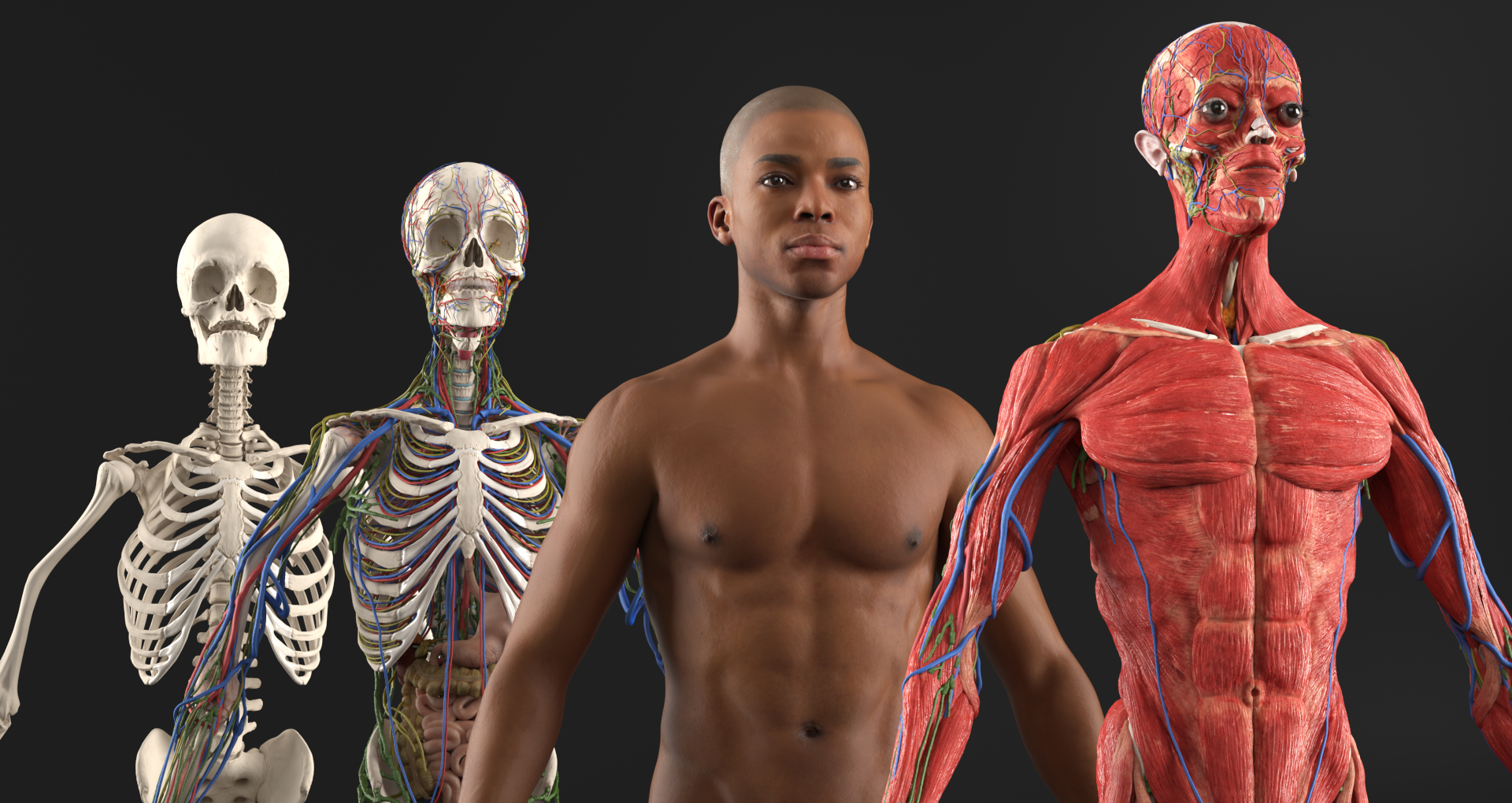 Realistic Male Full Body Anatomy 3D