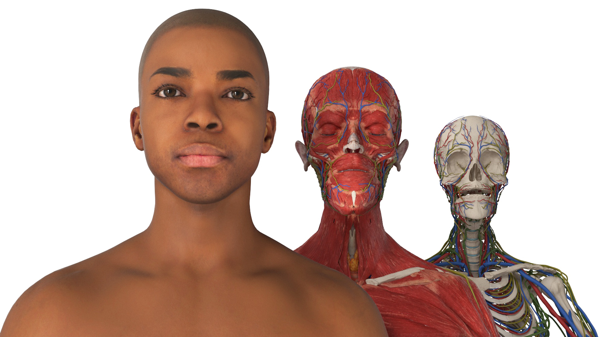 Realistic Male Full Body Anatomy 3D