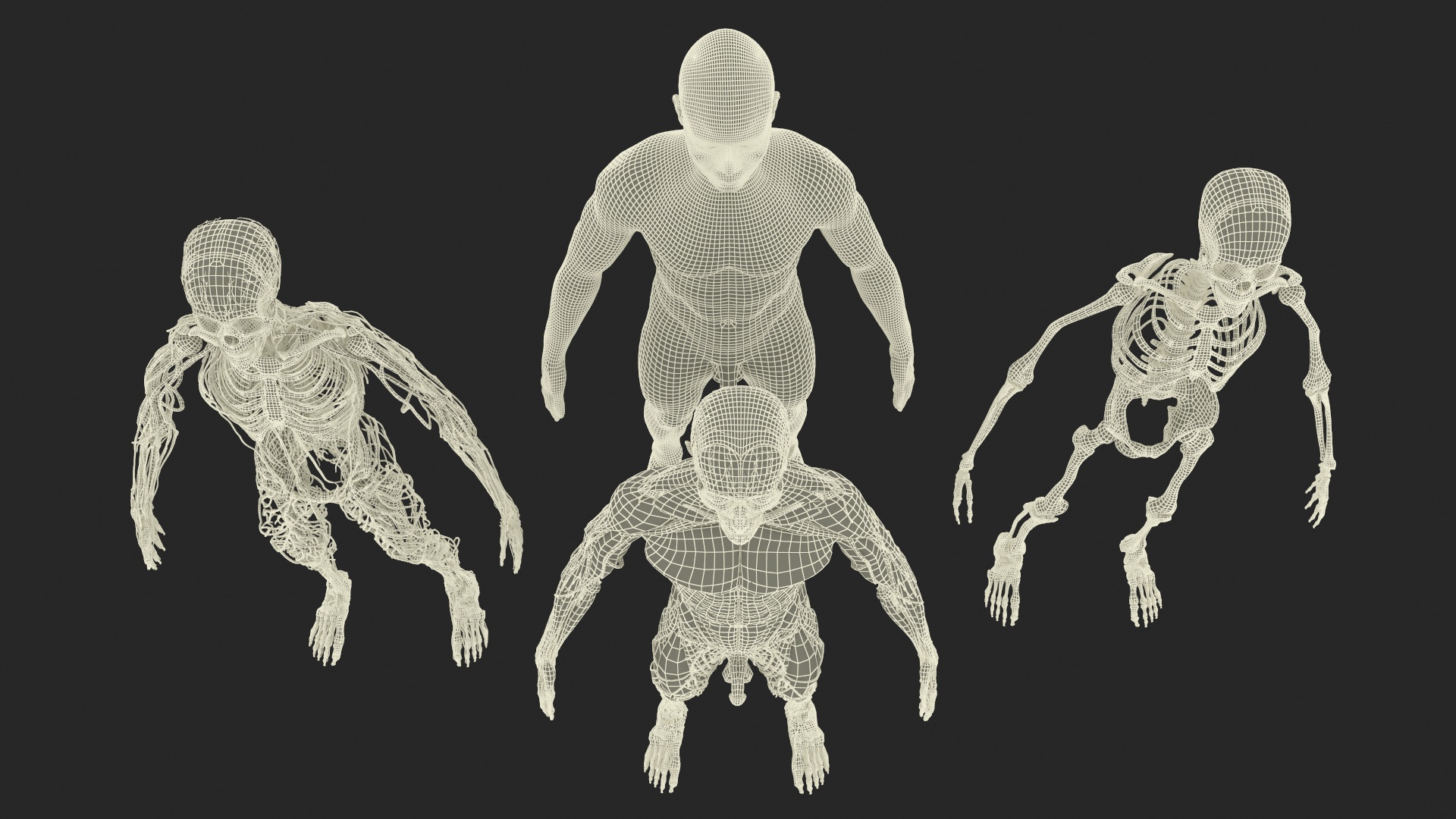 Realistic Male Full Body Anatomy 3D