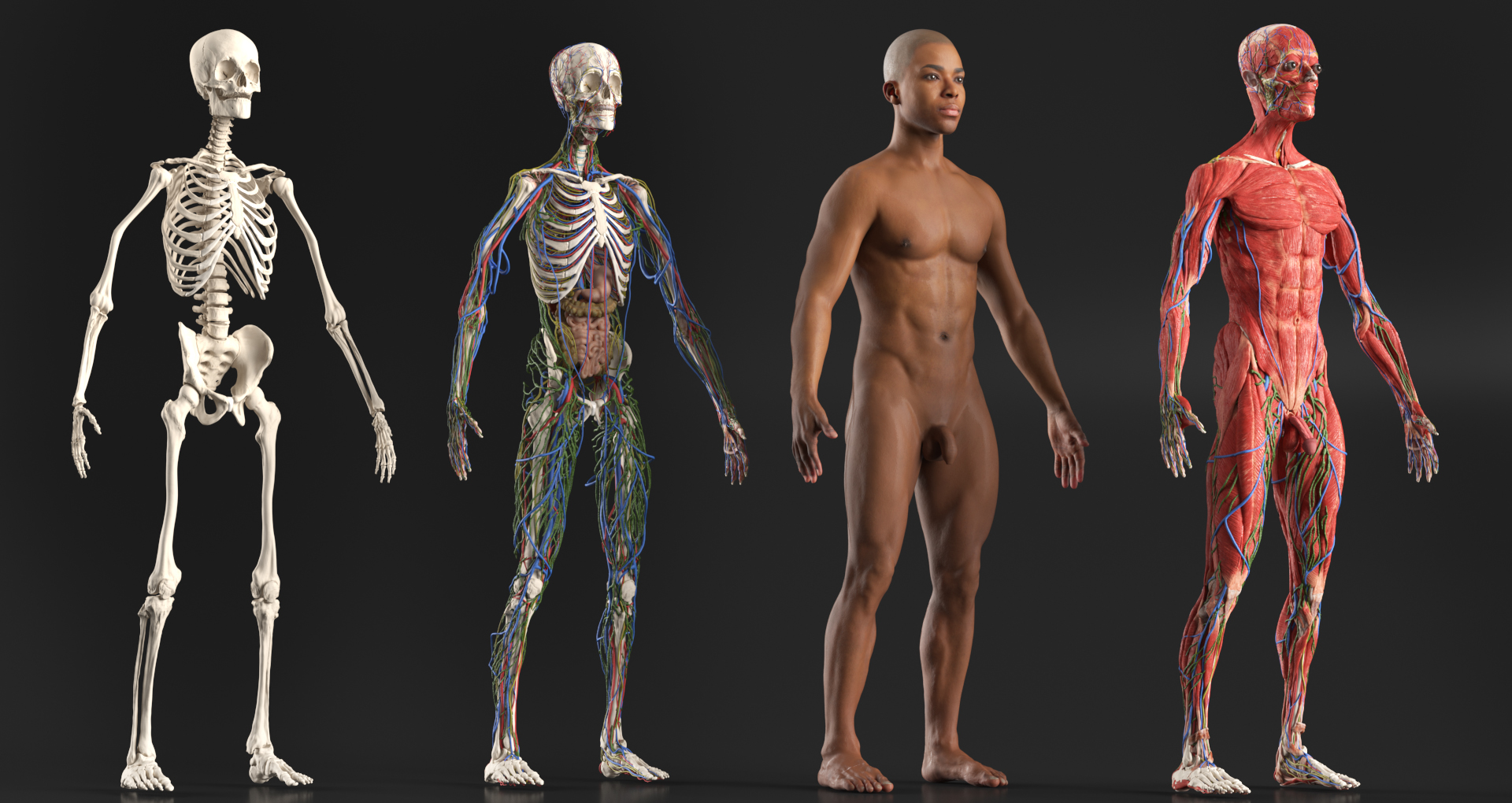 Realistic Male Full Body Anatomy 3D