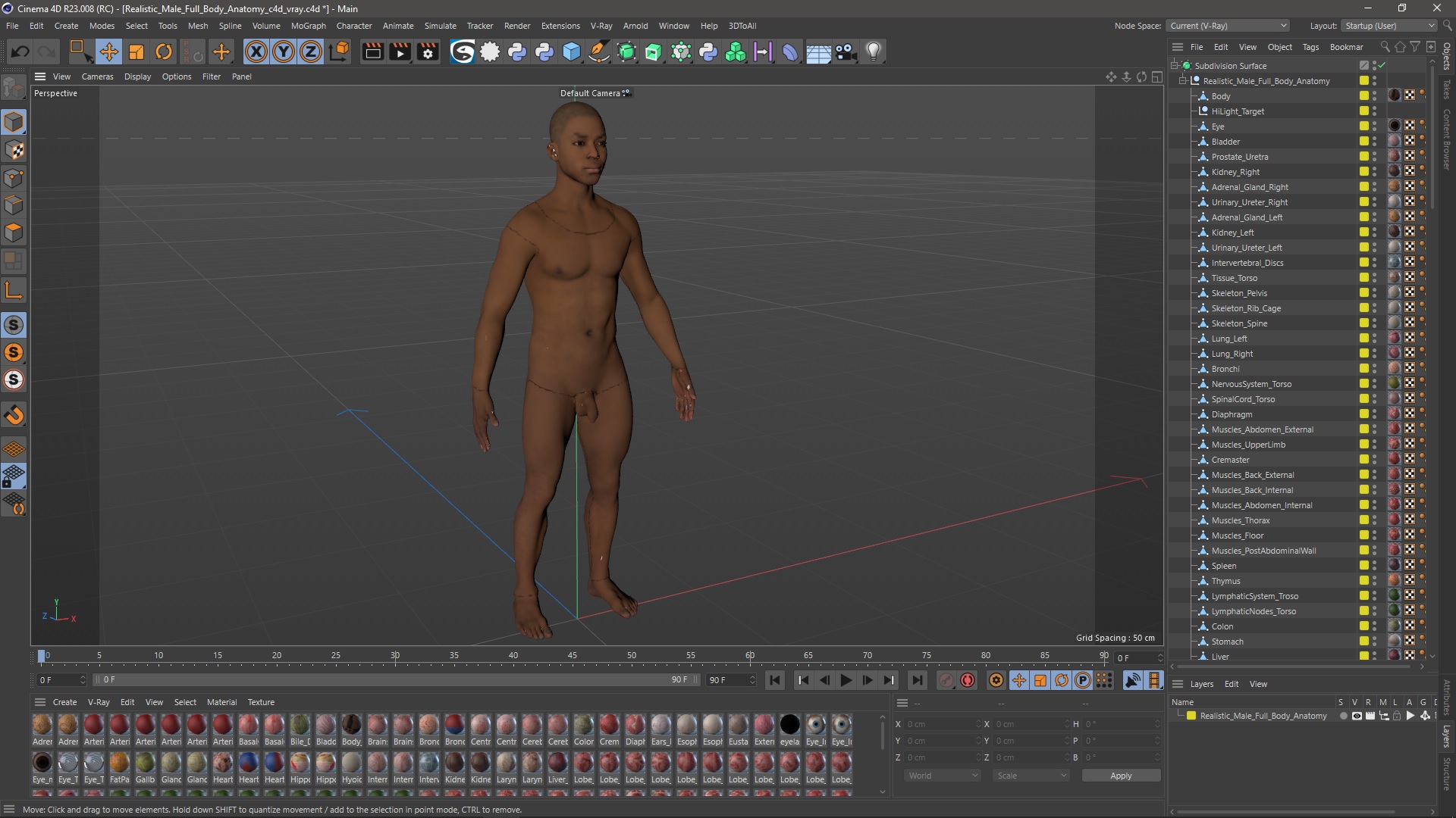Realistic Male Full Body Anatomy 3D