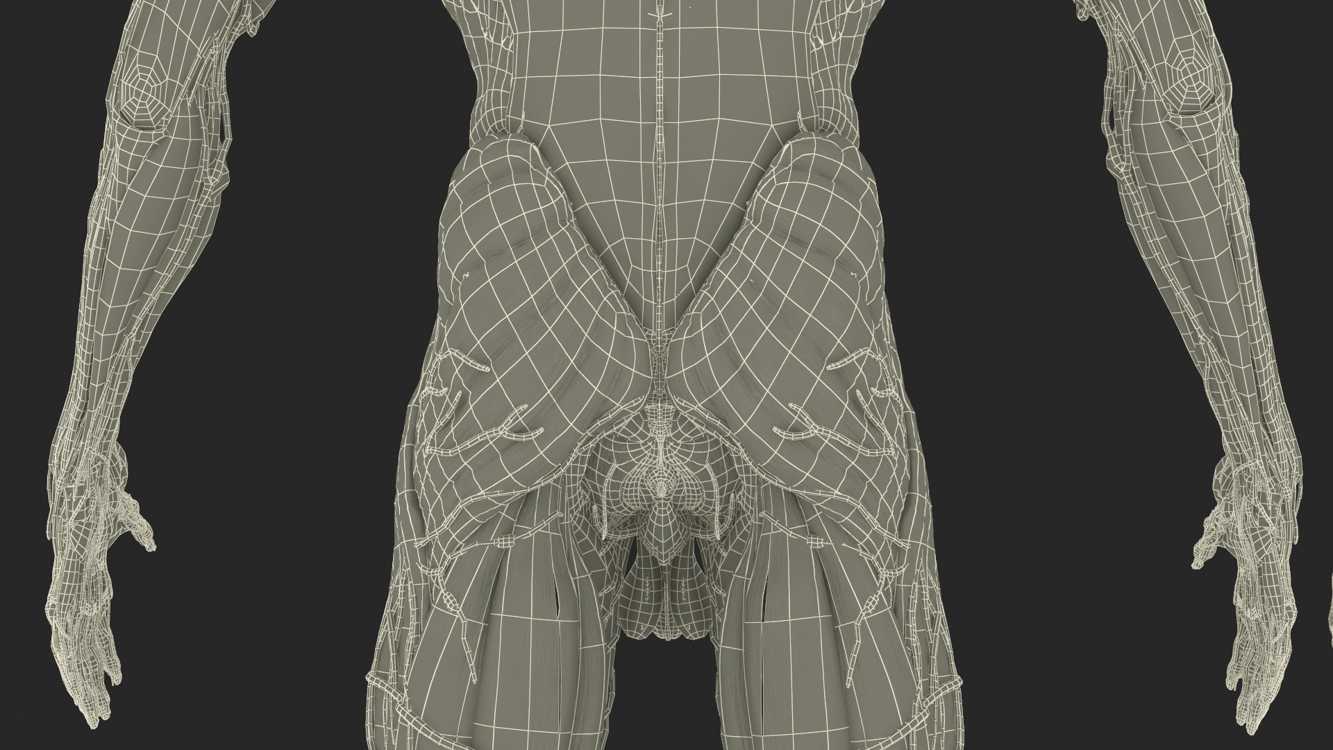 Realistic Male Full Body Anatomy 3D