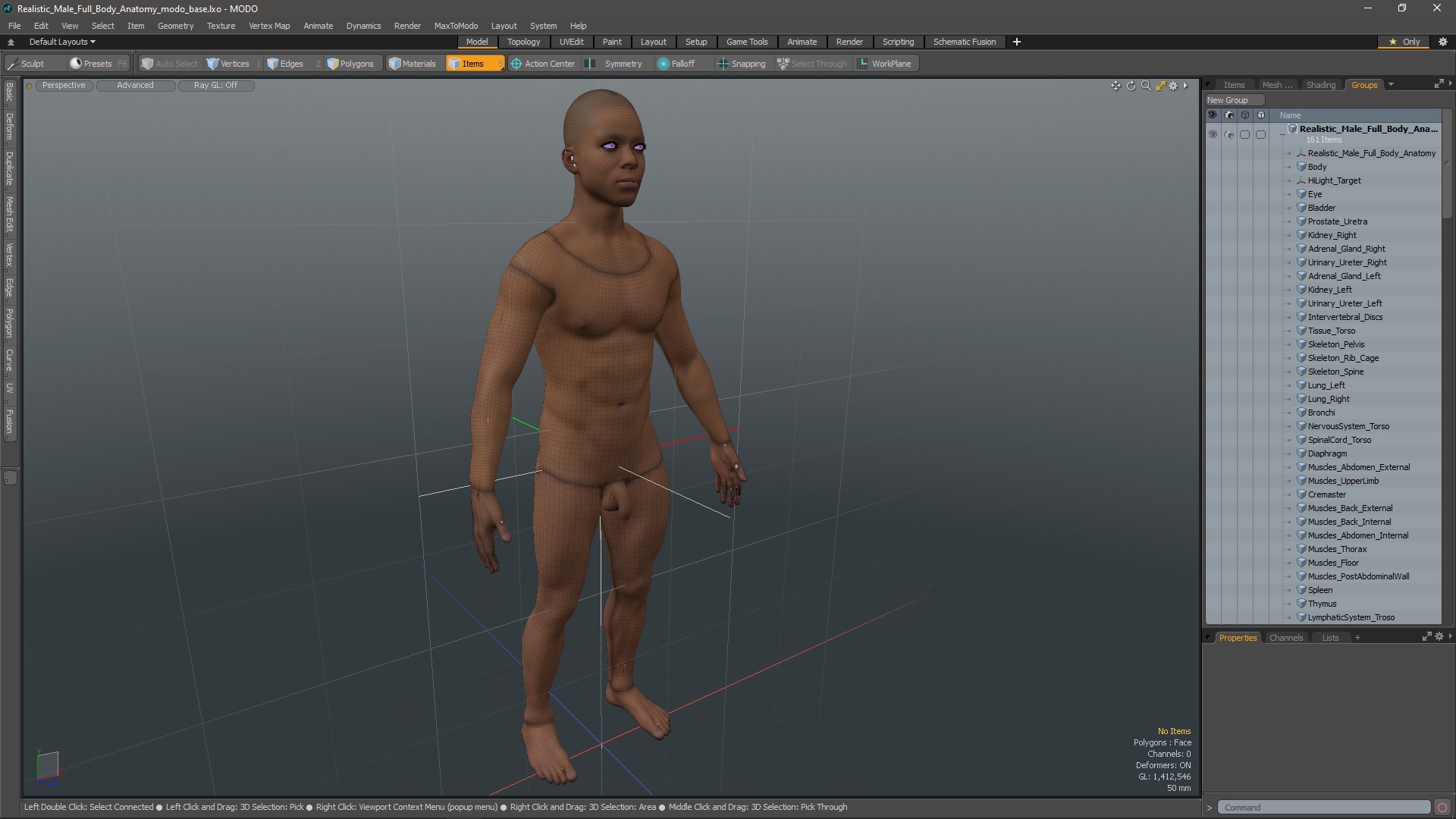 Realistic Male Full Body Anatomy 3D