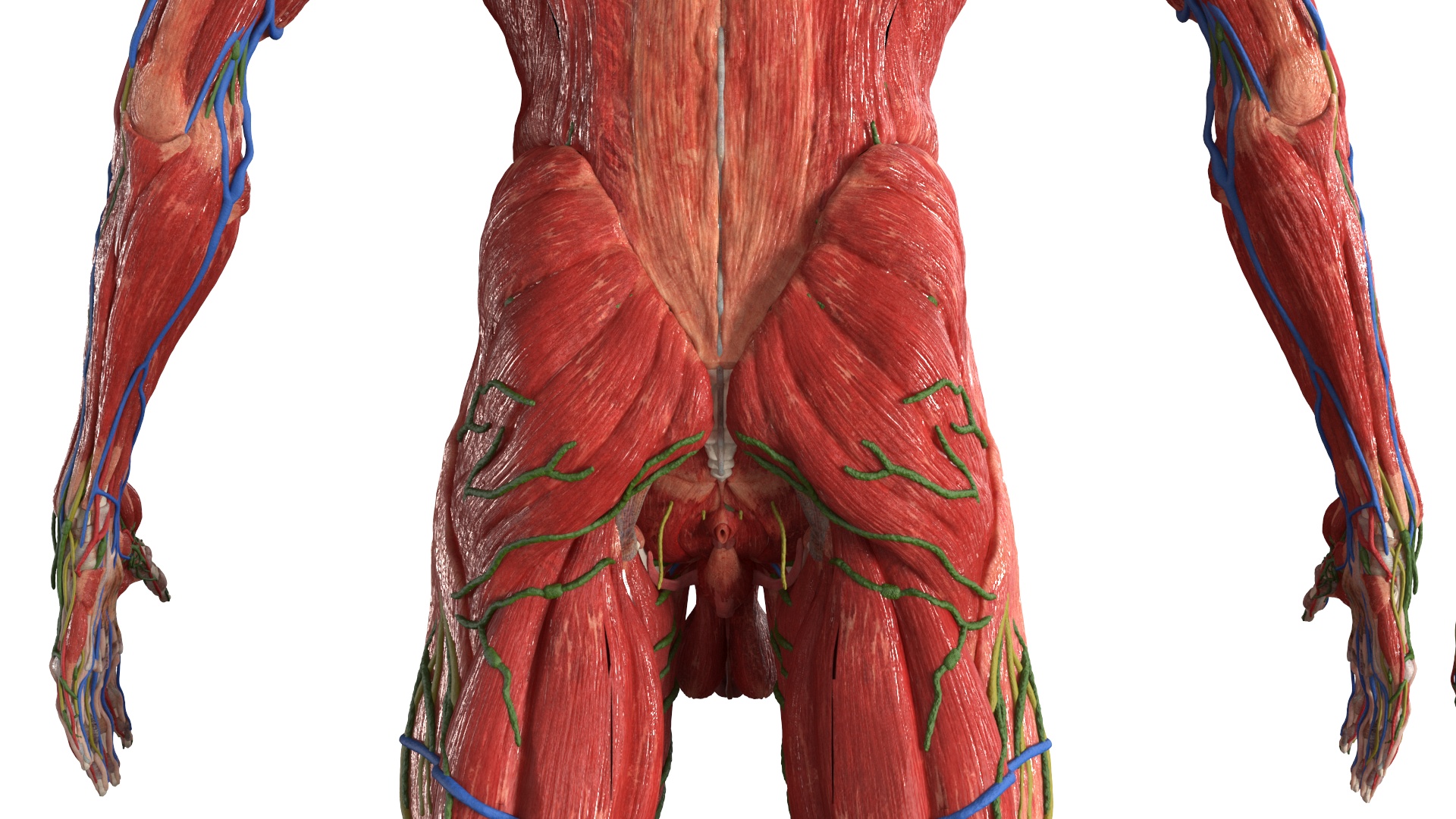 Realistic Male Full Body Anatomy 3D