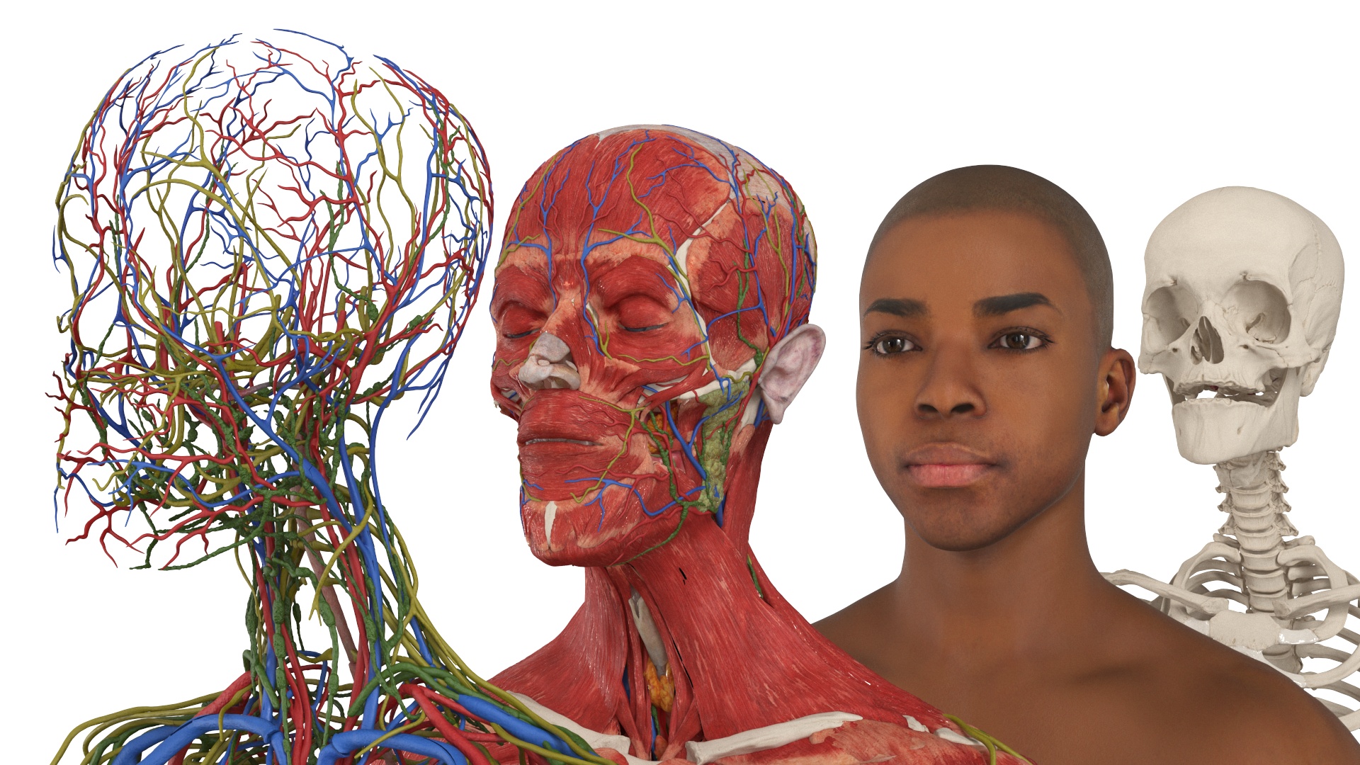 Realistic Male Full Body Anatomy 3D