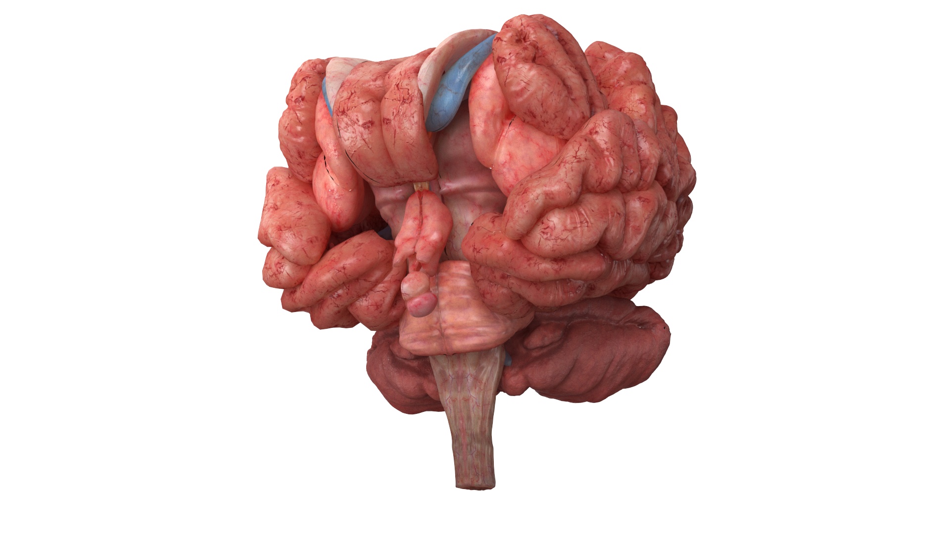 Realistic Male Full Body Anatomy 3D