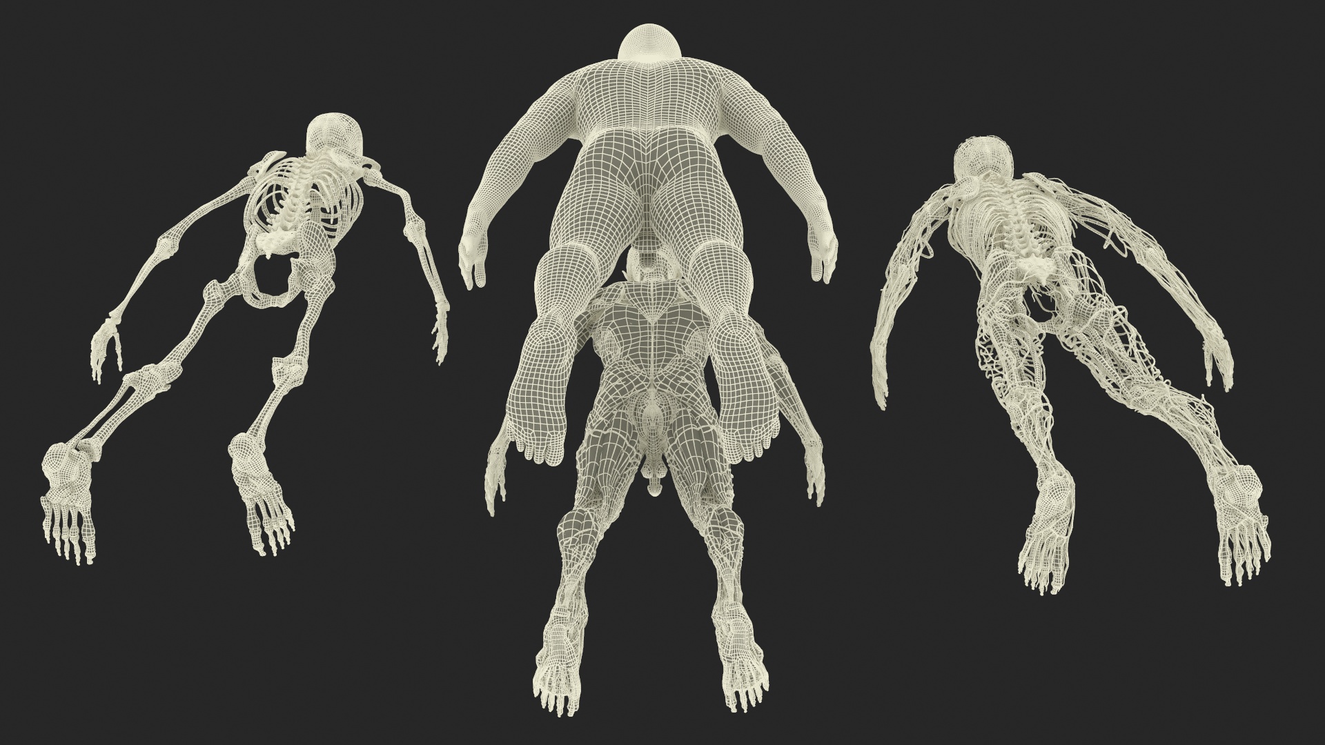 Realistic Male Full Body Anatomy 3D