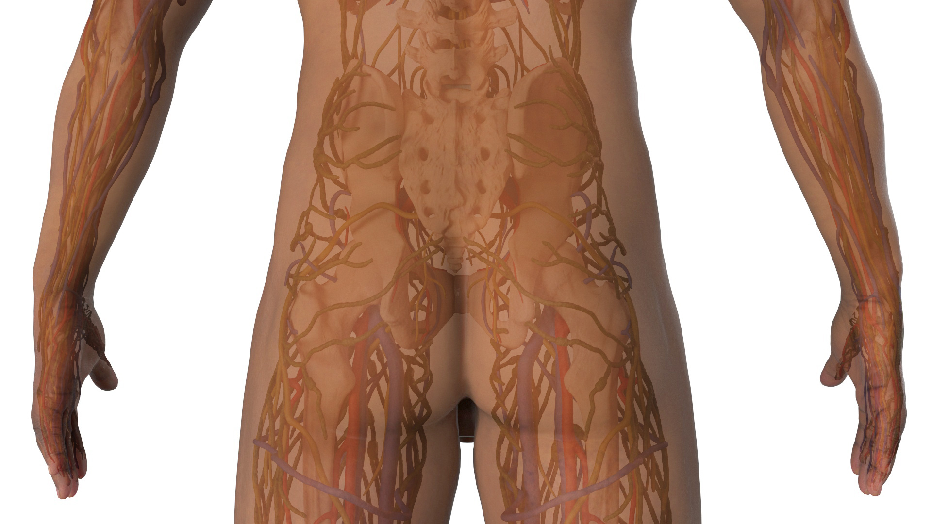 Realistic Male Full Body Anatomy 3D