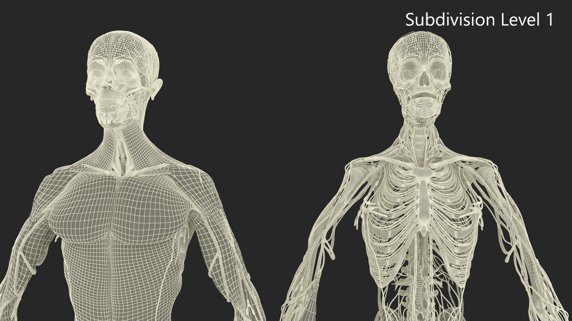 Realistic Male Full Body Anatomy 3D