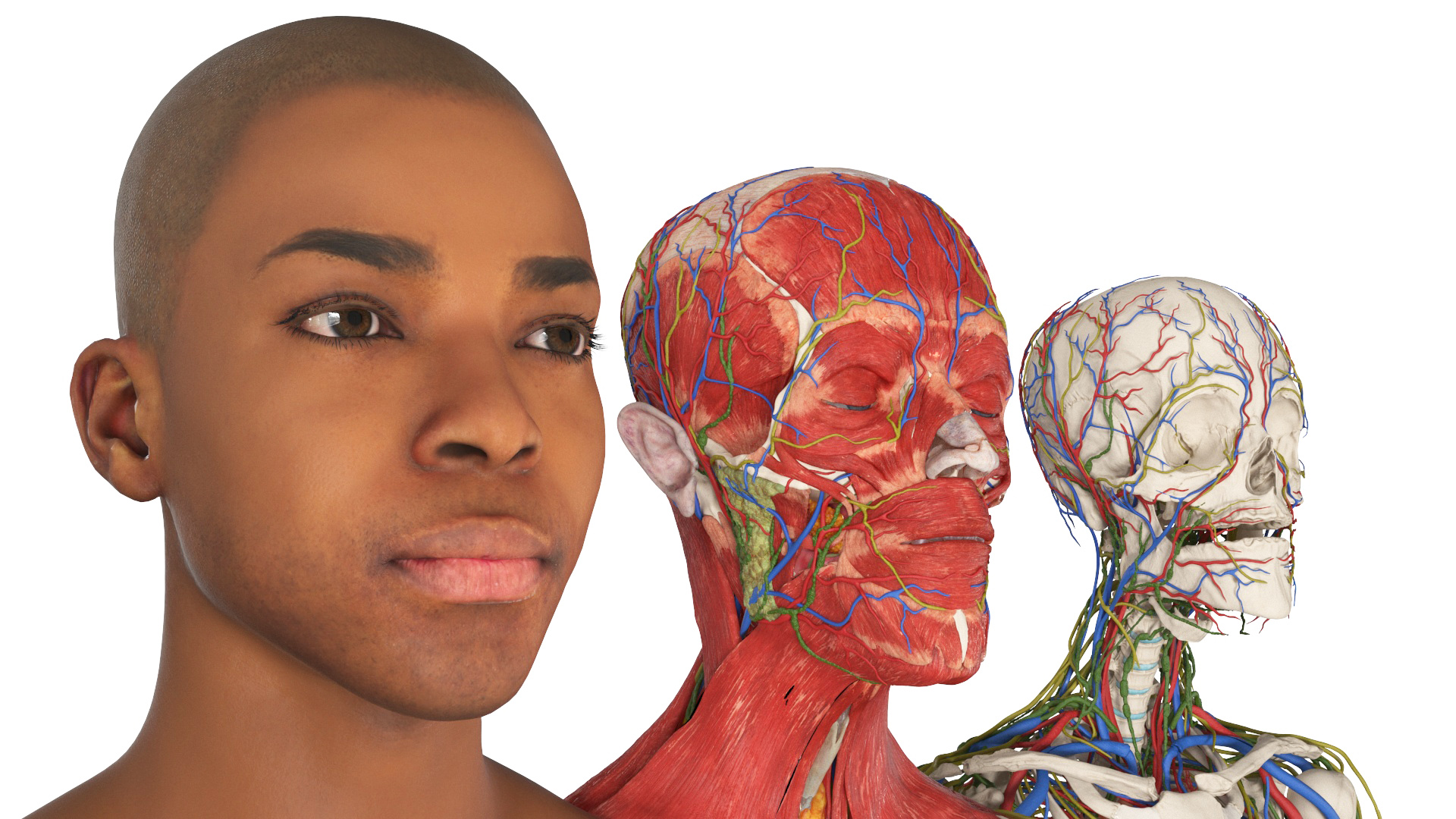 Realistic Male Full Body Anatomy 3D