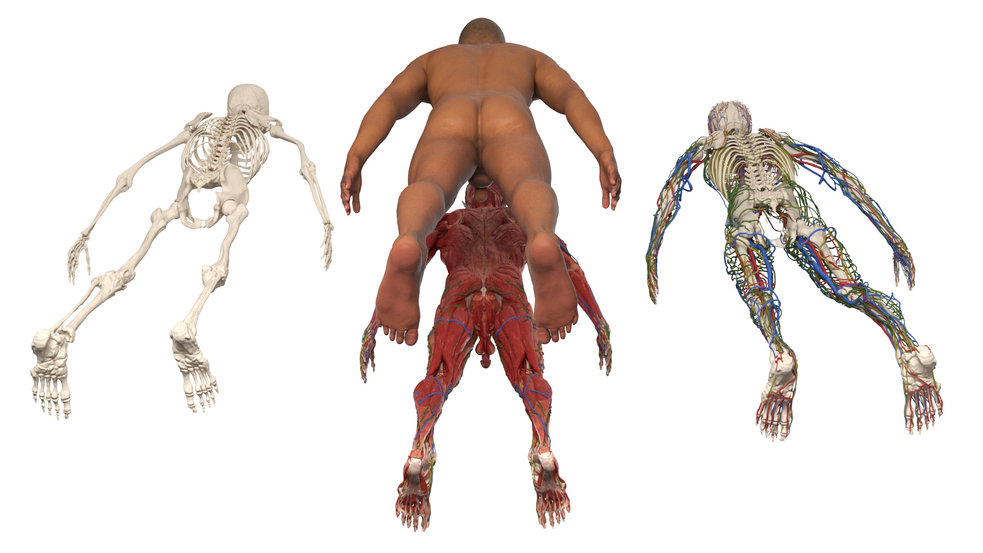 Realistic Male Full Body Anatomy 3D