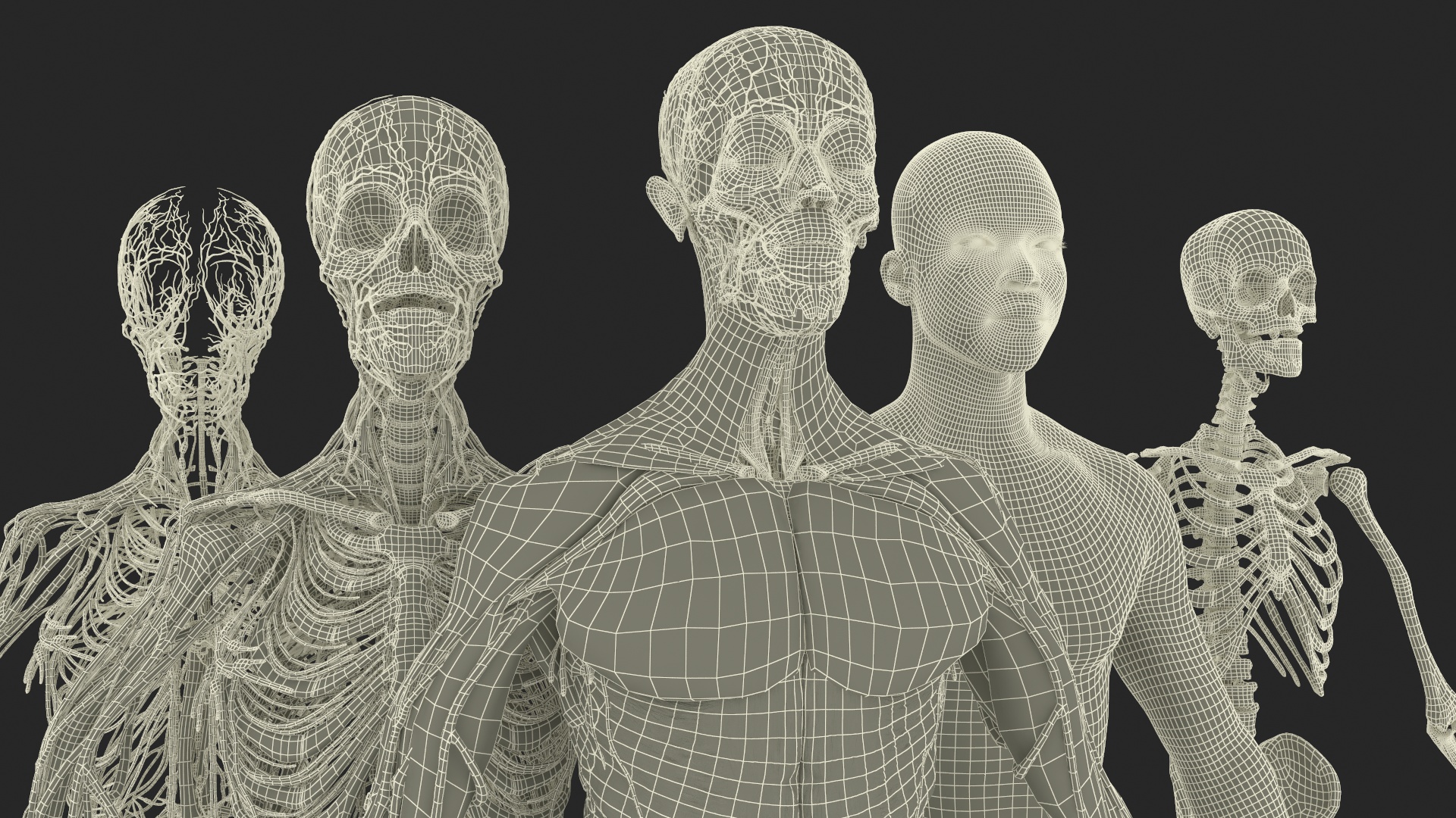 Realistic Male Full Body Anatomy 3D