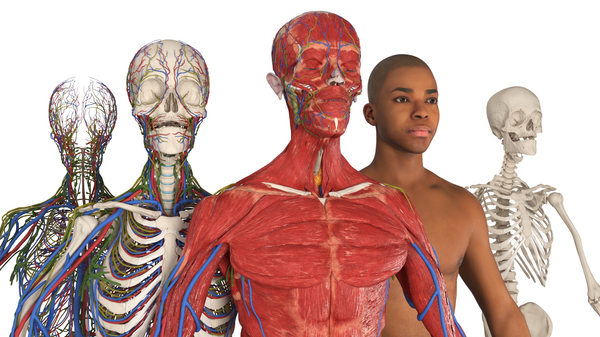 Realistic Male Full Body Anatomy 3D
