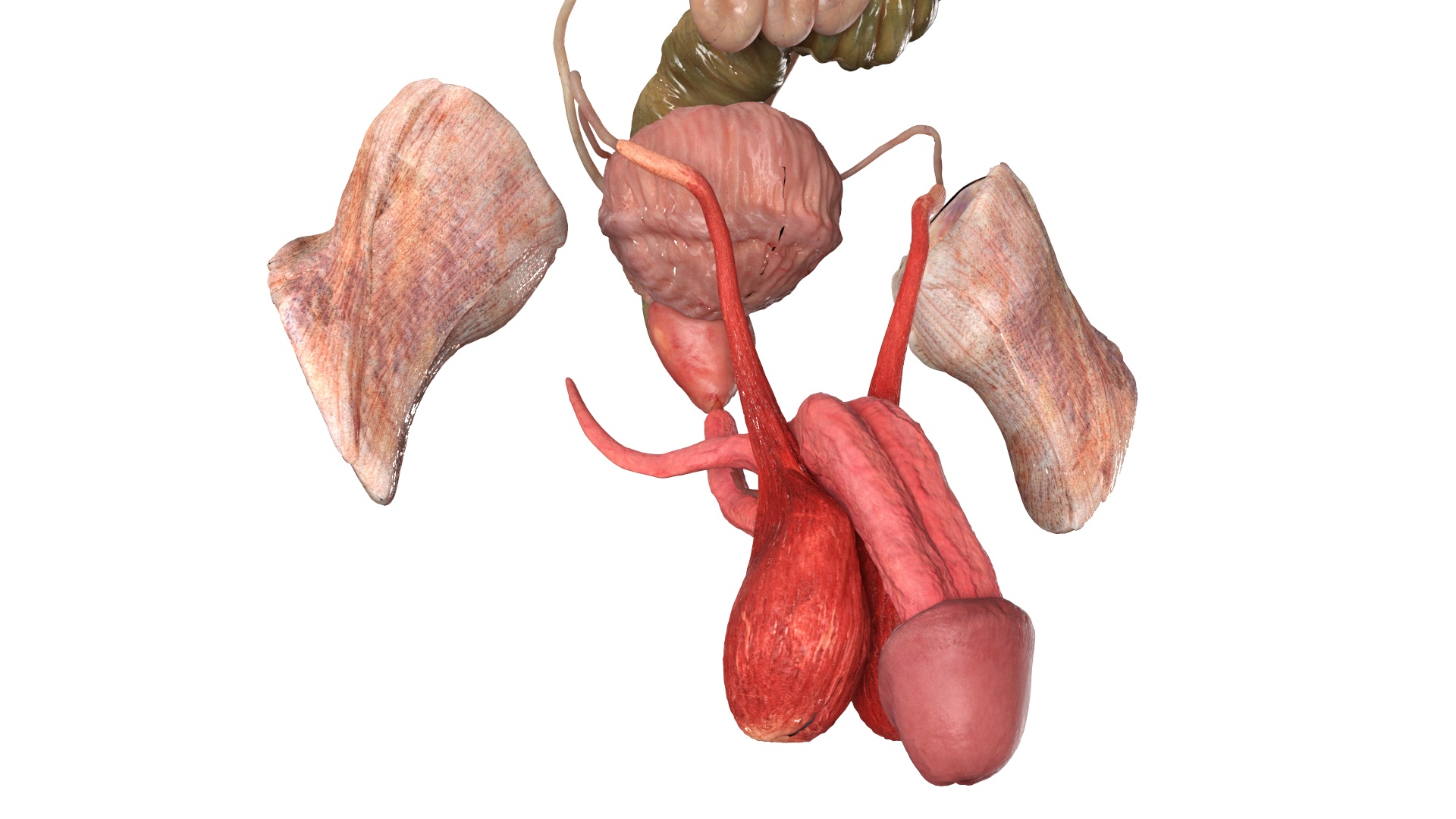 Realistic Male Full Body Anatomy 3D