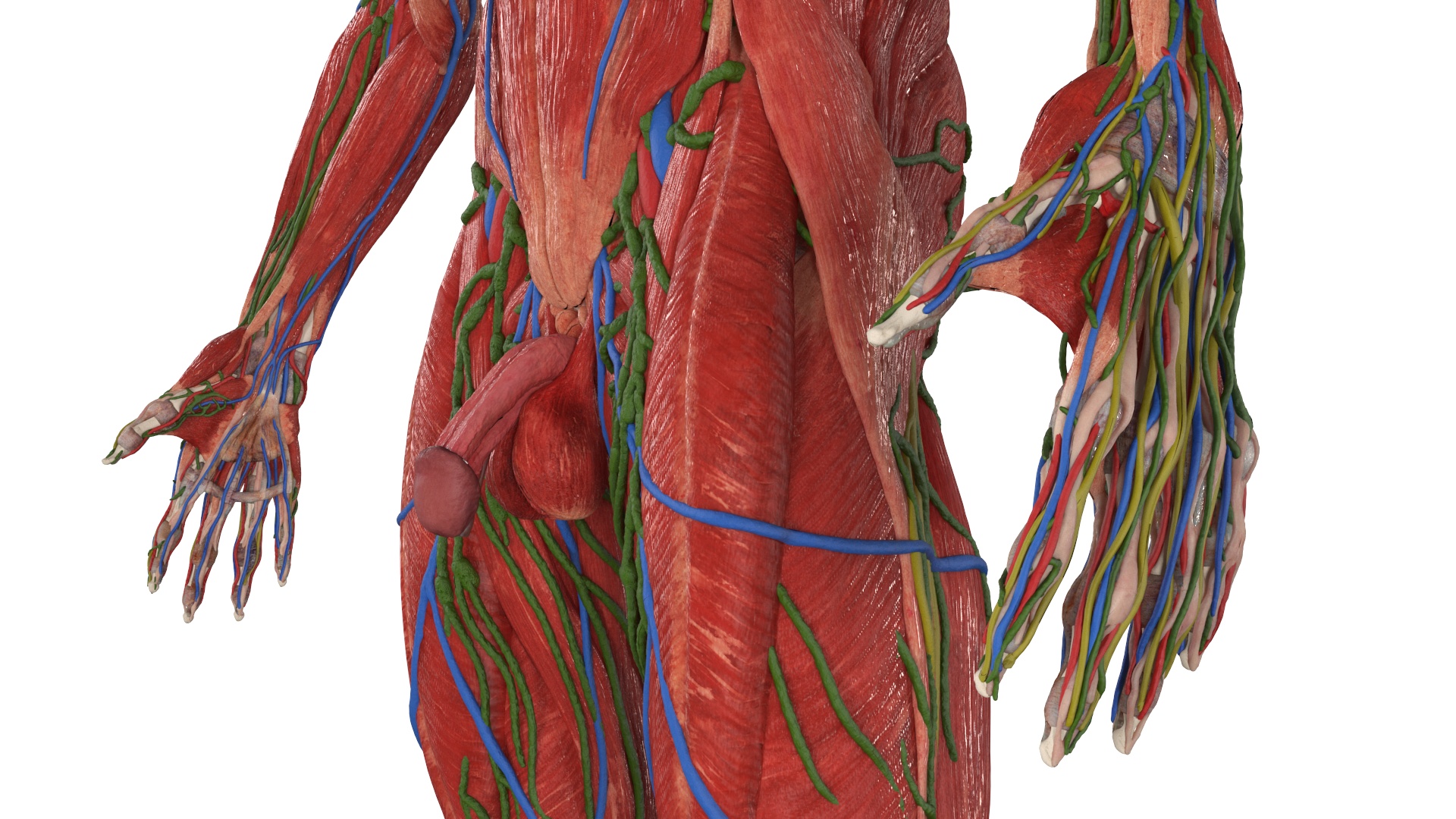 Realistic Male Full Body Anatomy 3D