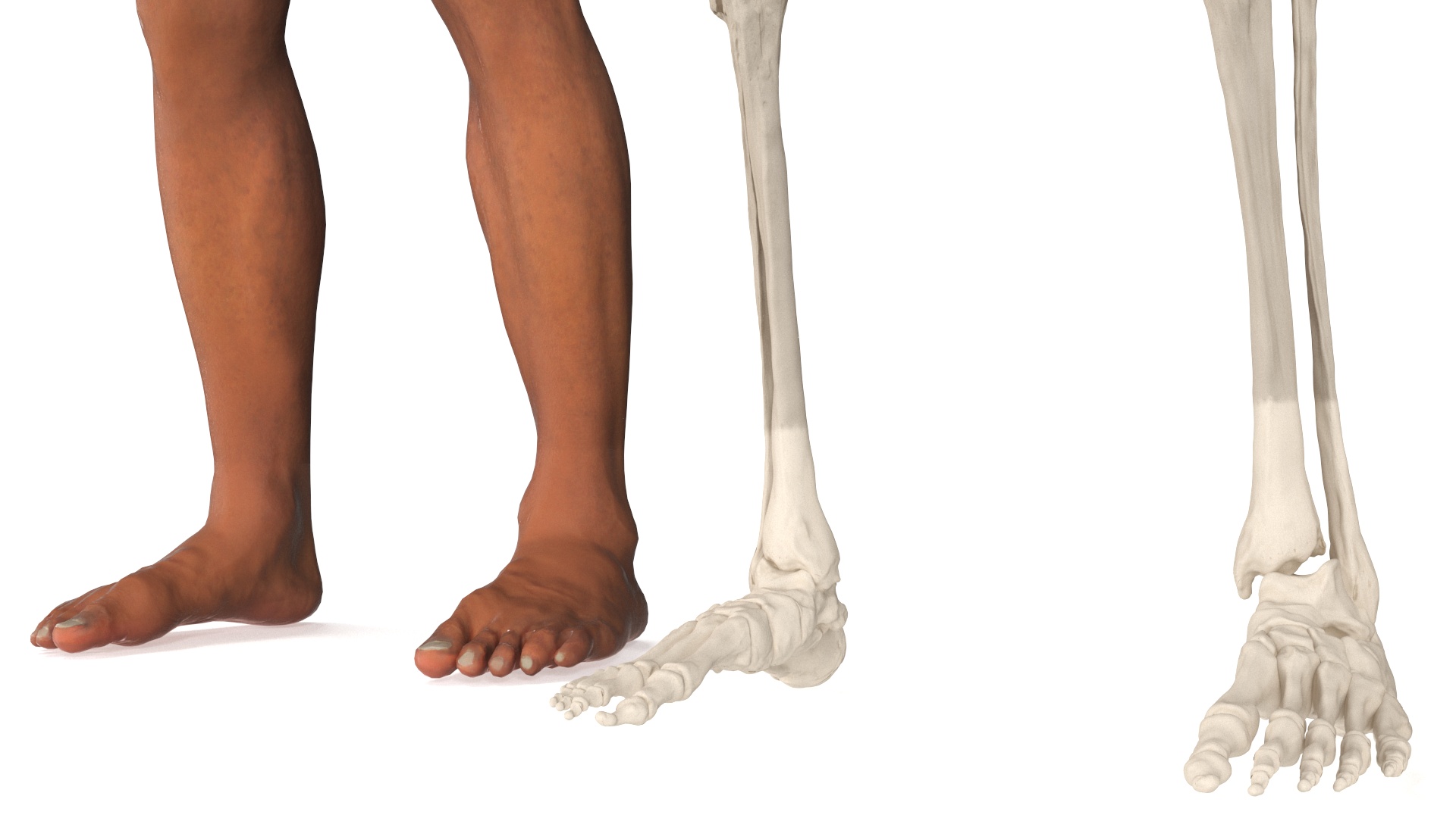 Realistic Male Full Body Anatomy 3D
