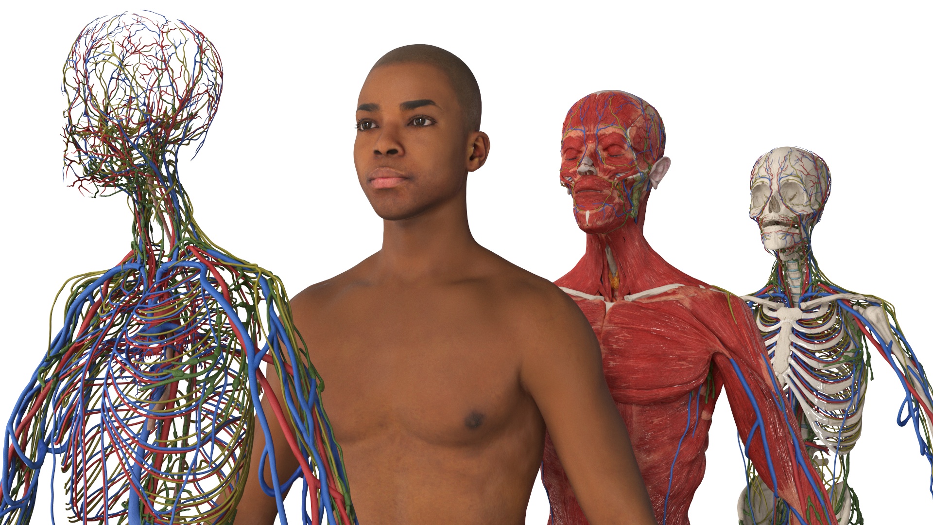 Realistic Male Full Body Anatomy 3D