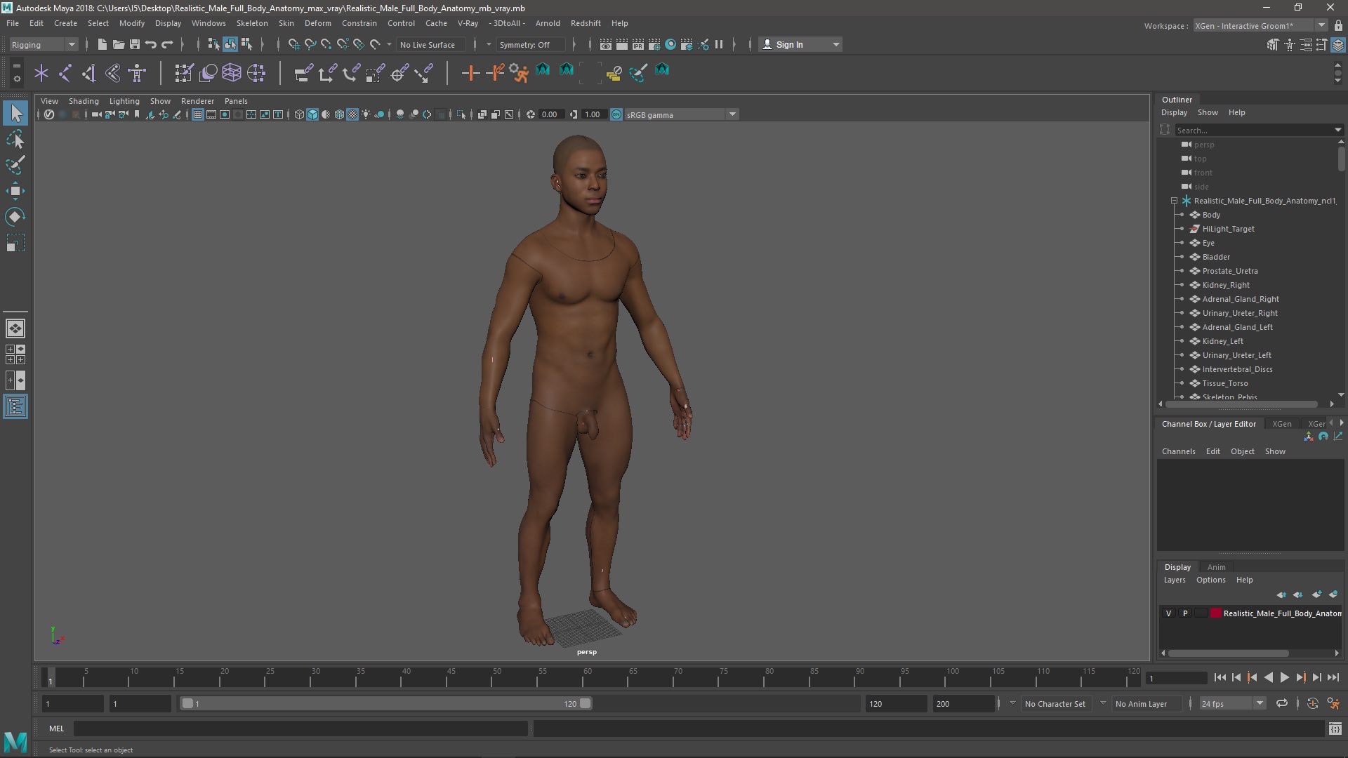Realistic Male Full Body Anatomy 3D