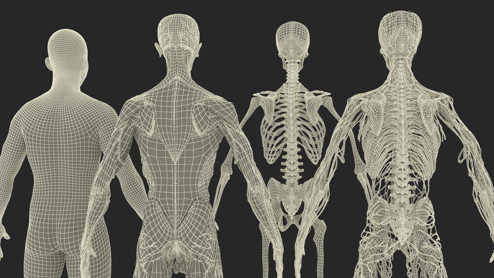 Realistic Male Full Body Anatomy 3D