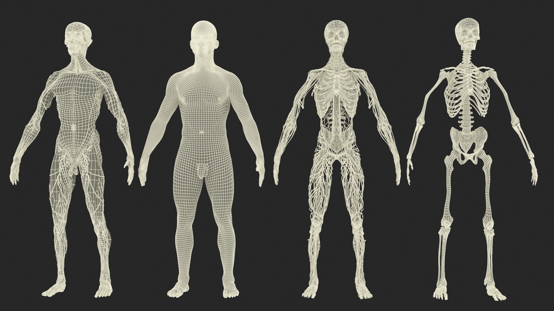 Realistic Male Full Body Anatomy 3D