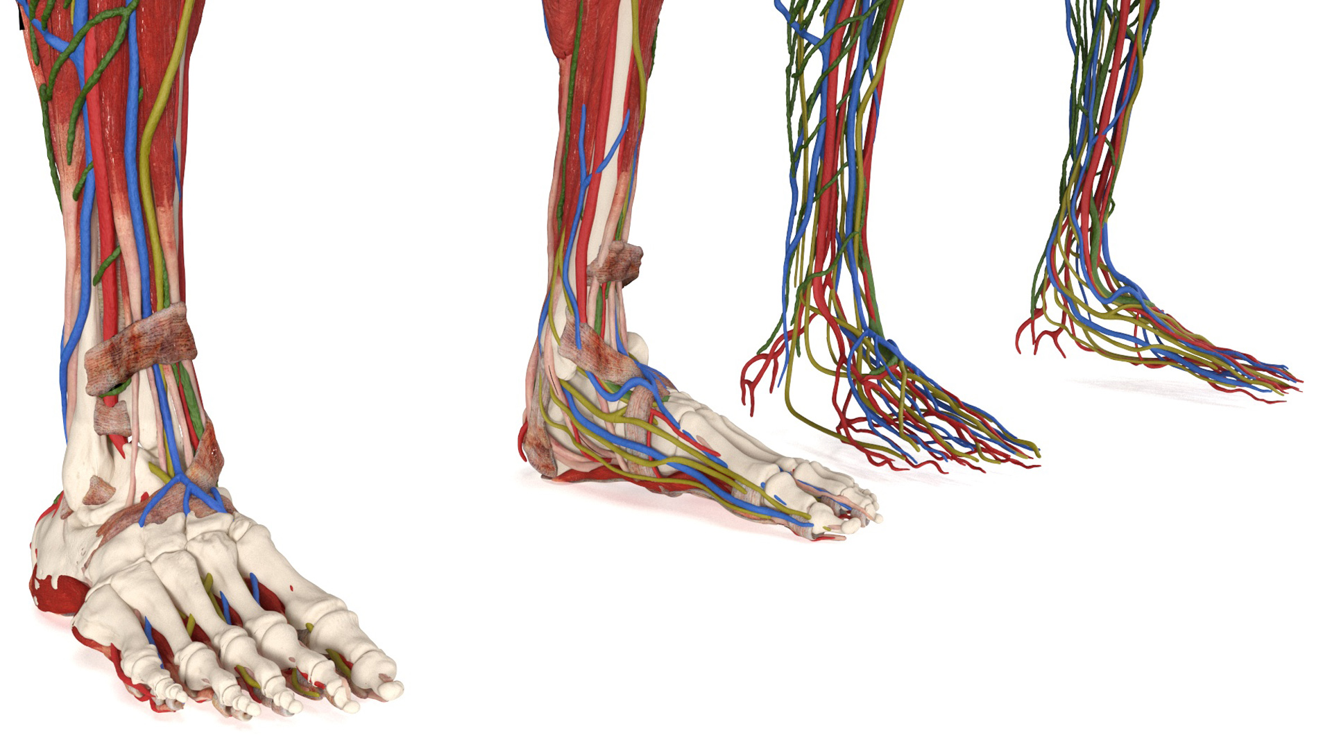 Realistic Male Full Body Anatomy 3D