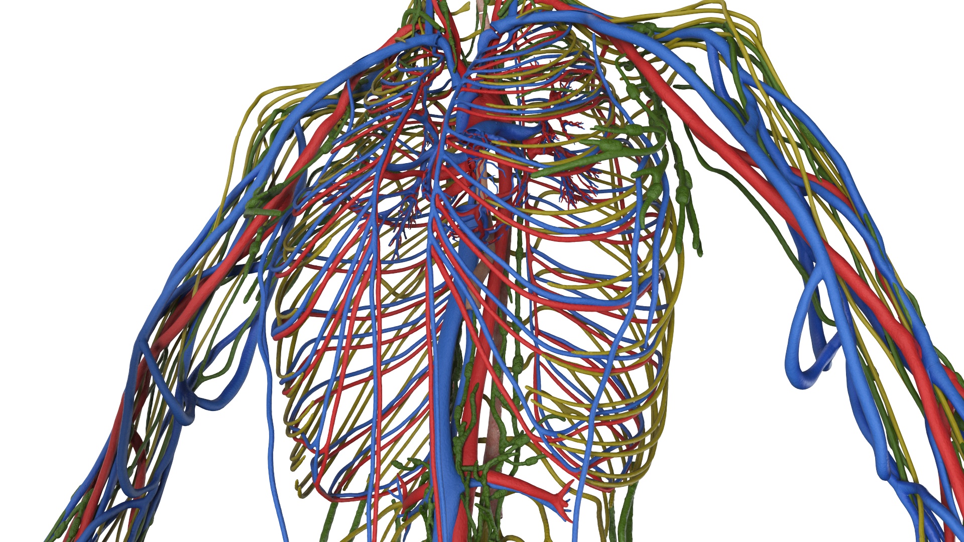 Realistic Male Full Body Anatomy 3D